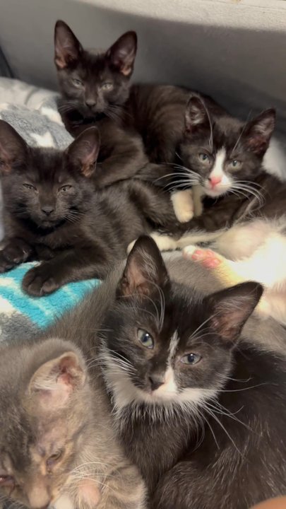 all about cats rescue - Kittens - Animal Shelters Near Me - freeport, New York