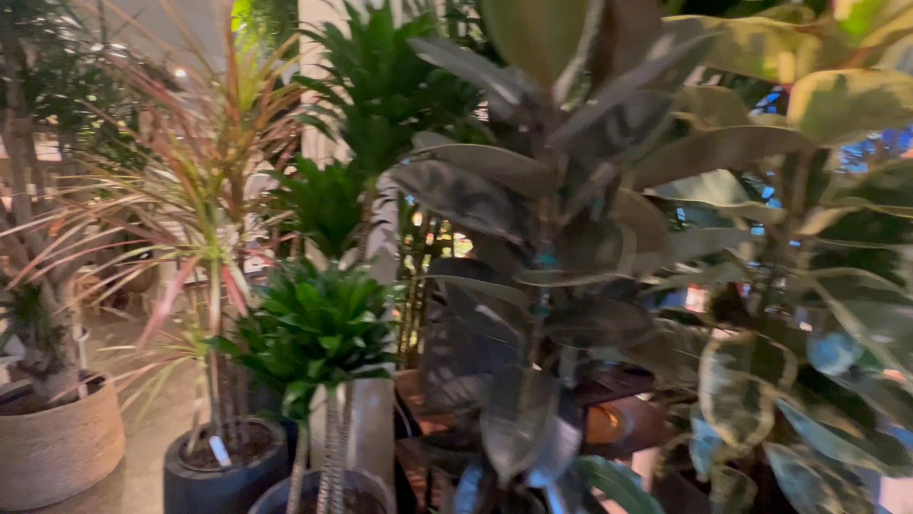 Diameter Plants - Sausy little plant and pottery shop. - Nurseries & Gardening Near Me - Sausalito, California