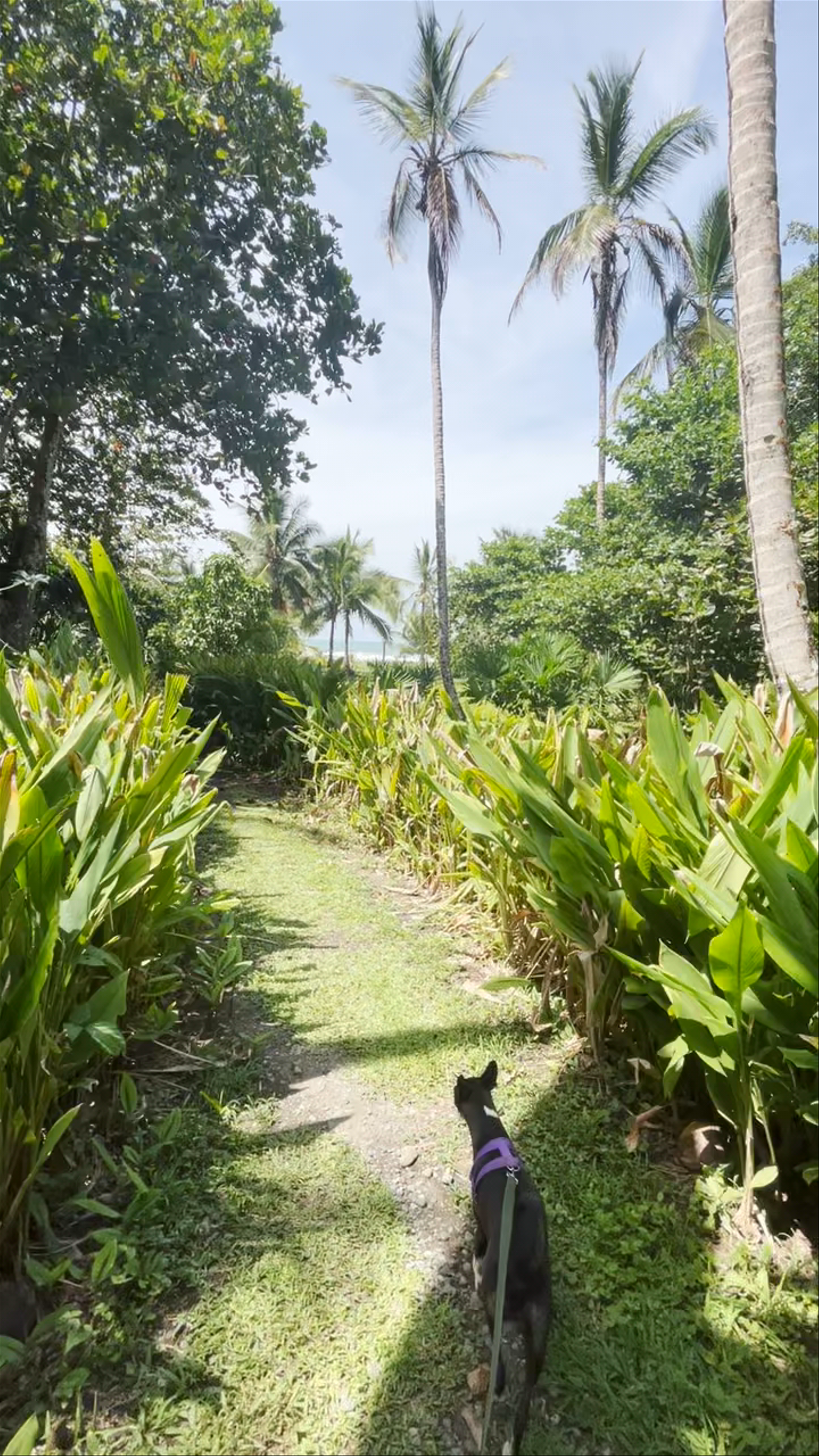Cahuita Inn