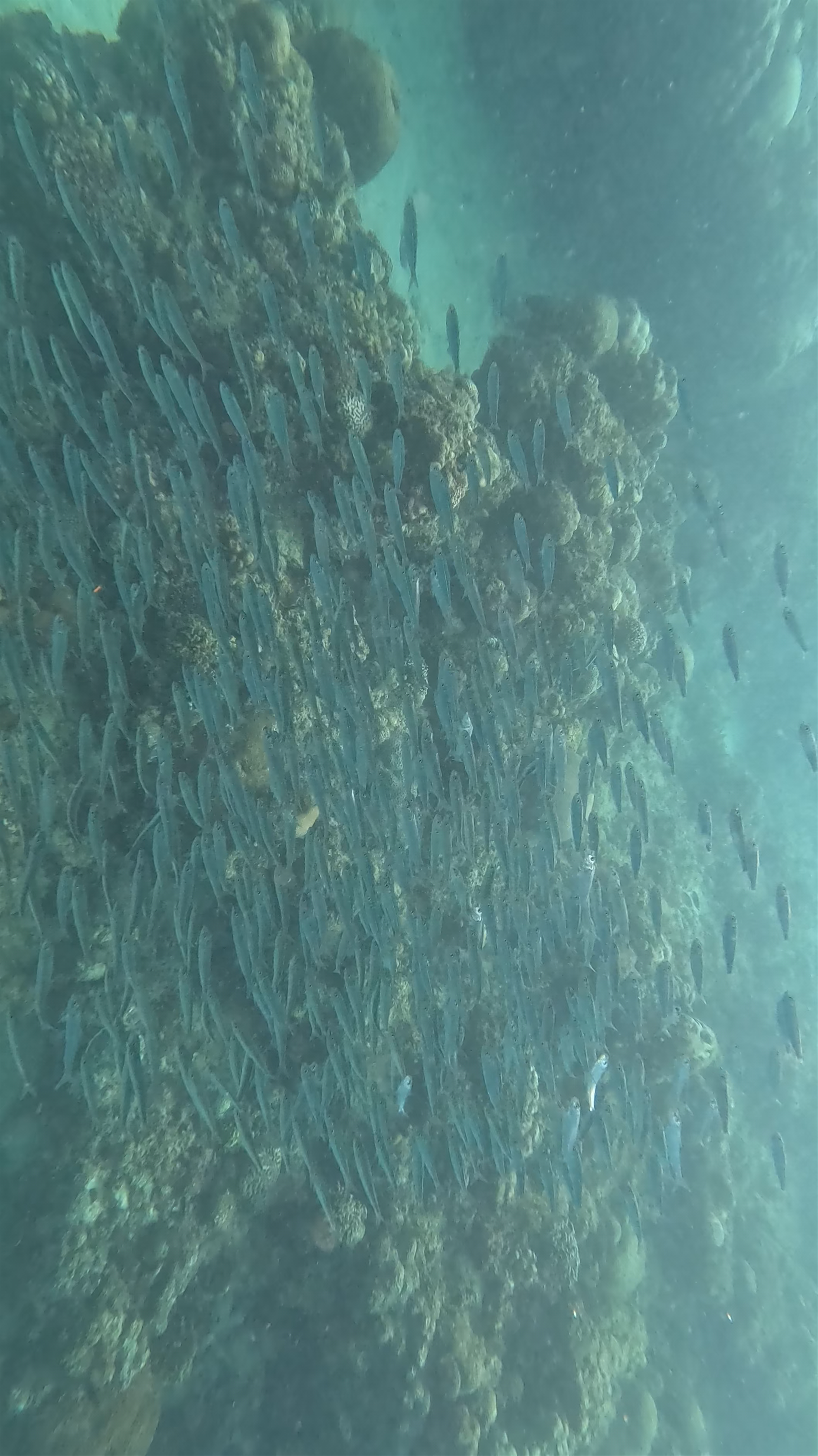 Moalboal Sardines Run - Cebu Sardines Run