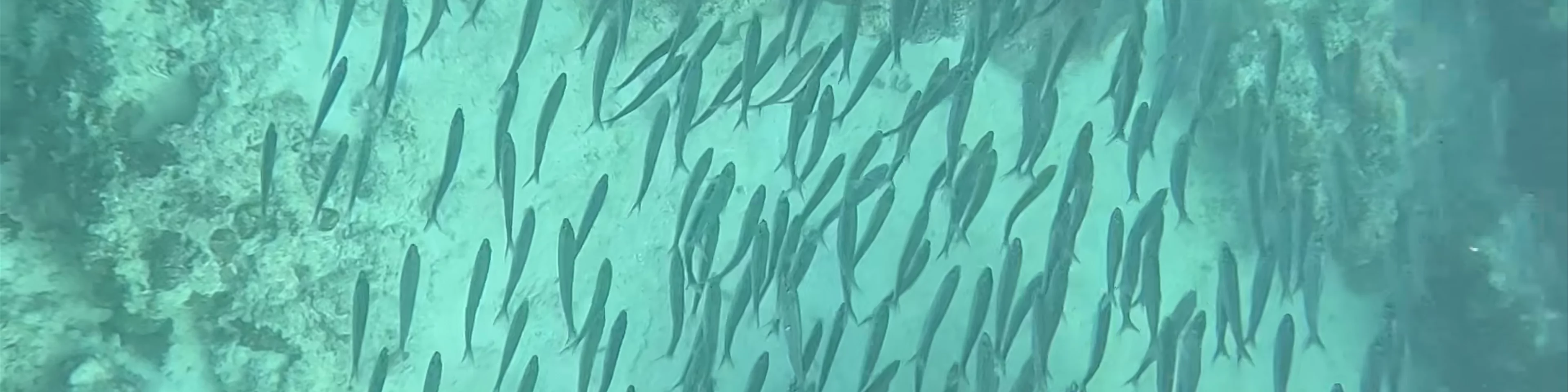 Moalboal Sardines Run - Cebu Sardines Run