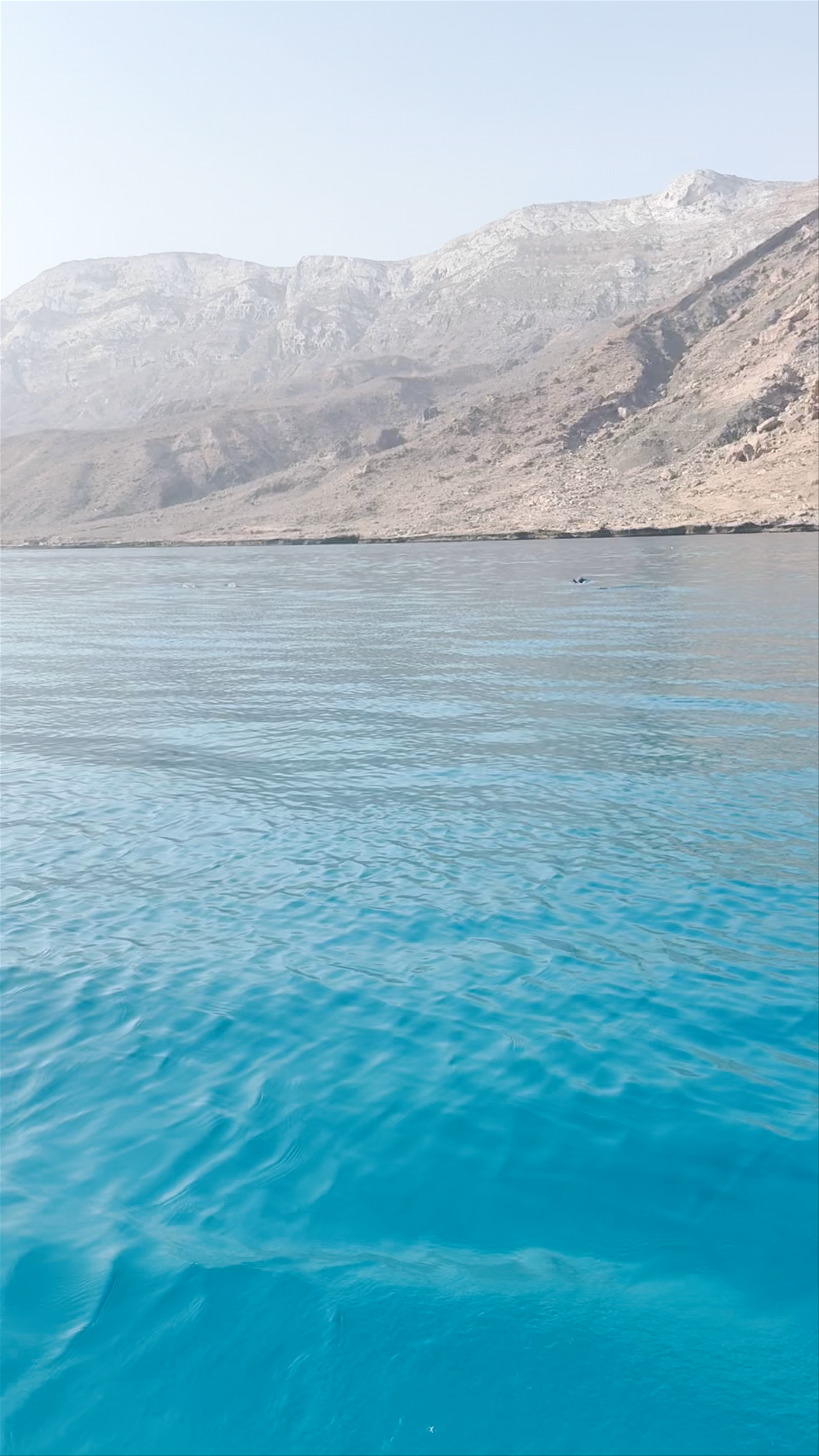 Dolphins Gulf، Qalansiyah