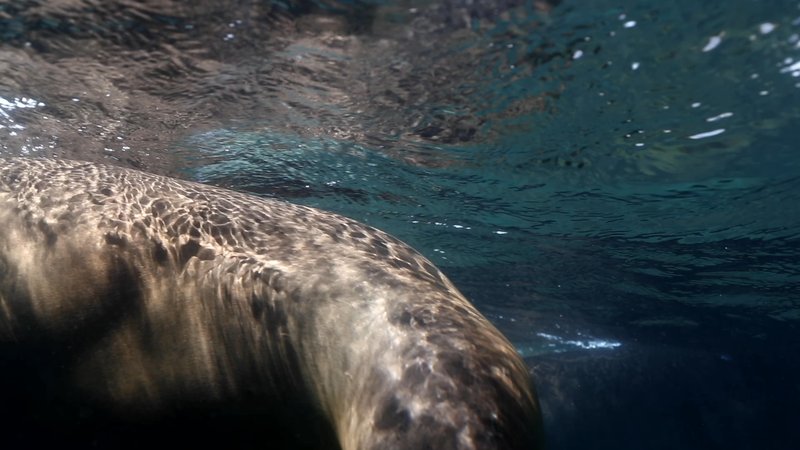 Sea Lion poster