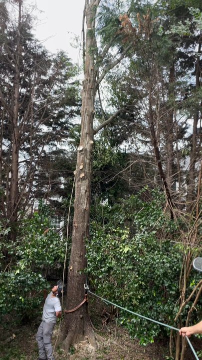 Fredin Tree Service - Fredin Tree Service. - Tree Services Near Me