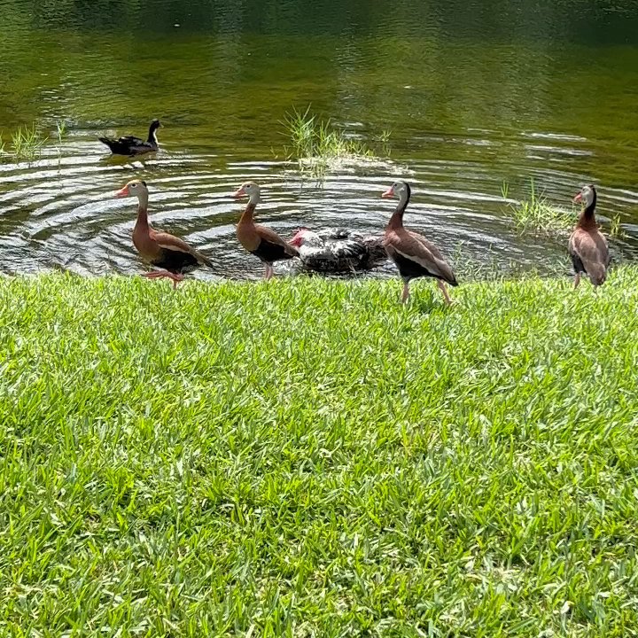 Bell Avalon Park - Apartments Near Me - Orlando, Florida
