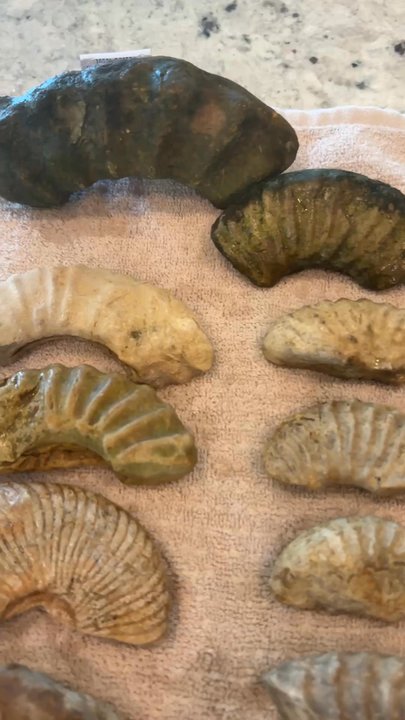 Cretaceous Charters - Haul from our 2 hour hunt - Local Services Near Me - Cleburne, Texas