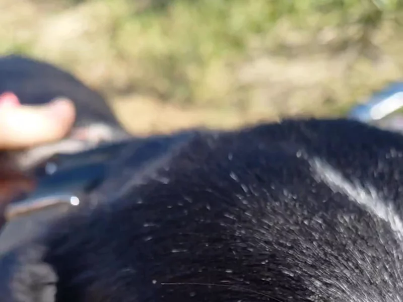 Dog harness