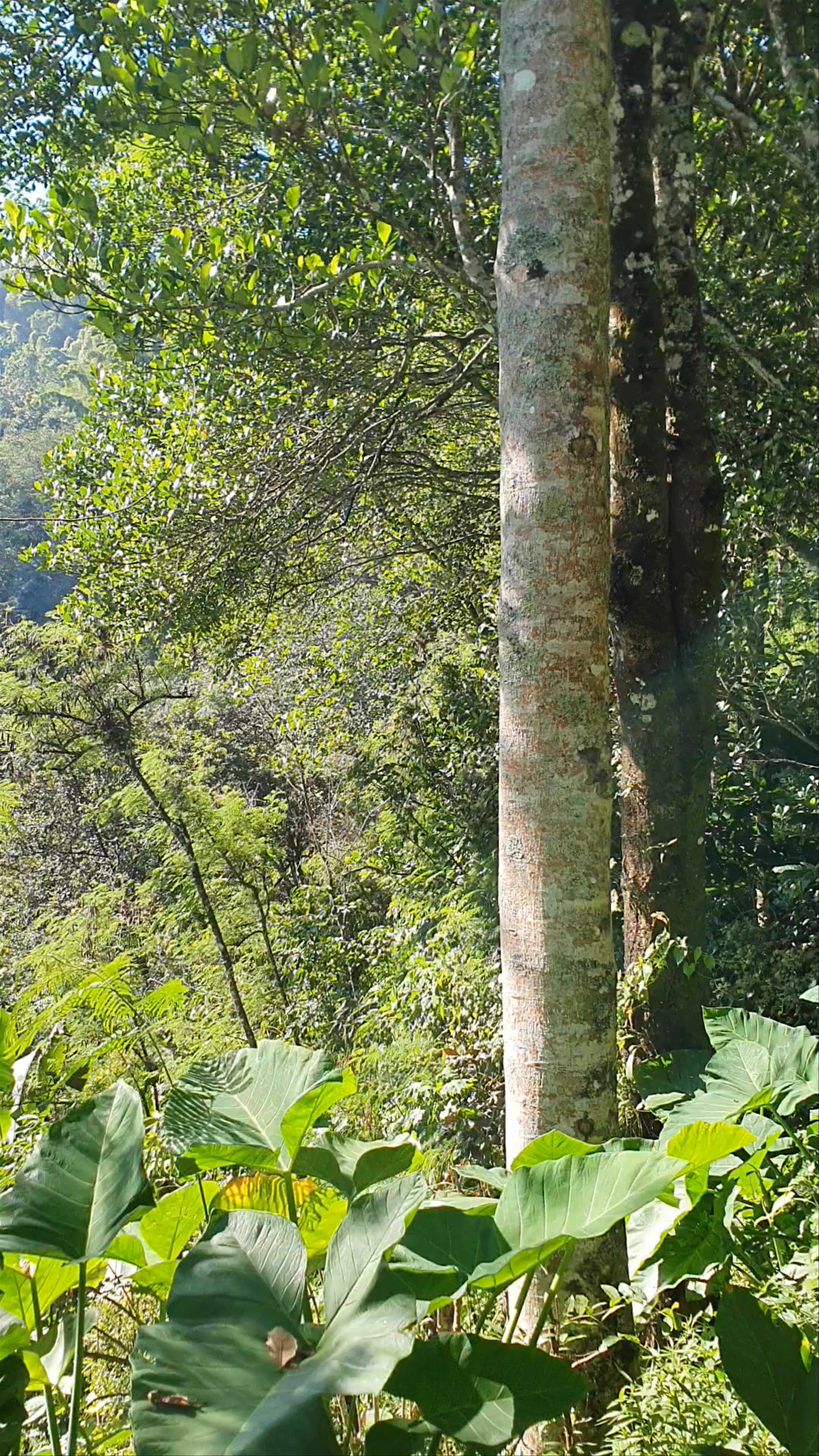 Cascade de Melanting: Lush Waterfall Escape in Bali's Gobleg