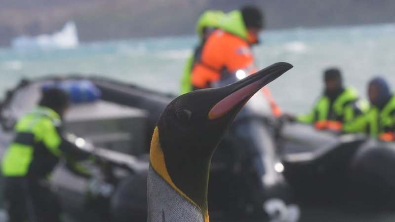 King Penguins in South Georgia poster