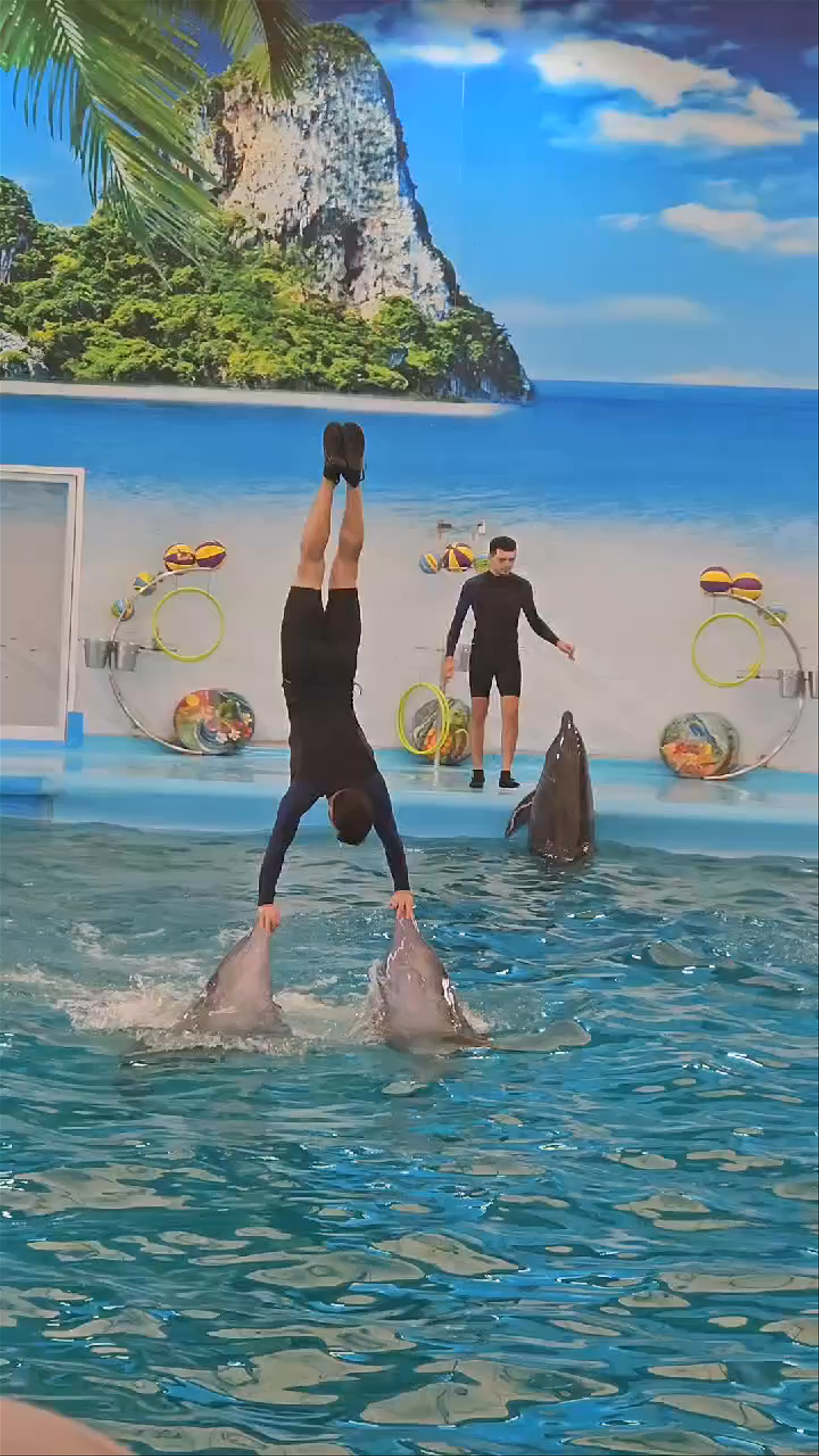 Dolphin Show at Sam Wa Tawan Tok, Bangkok