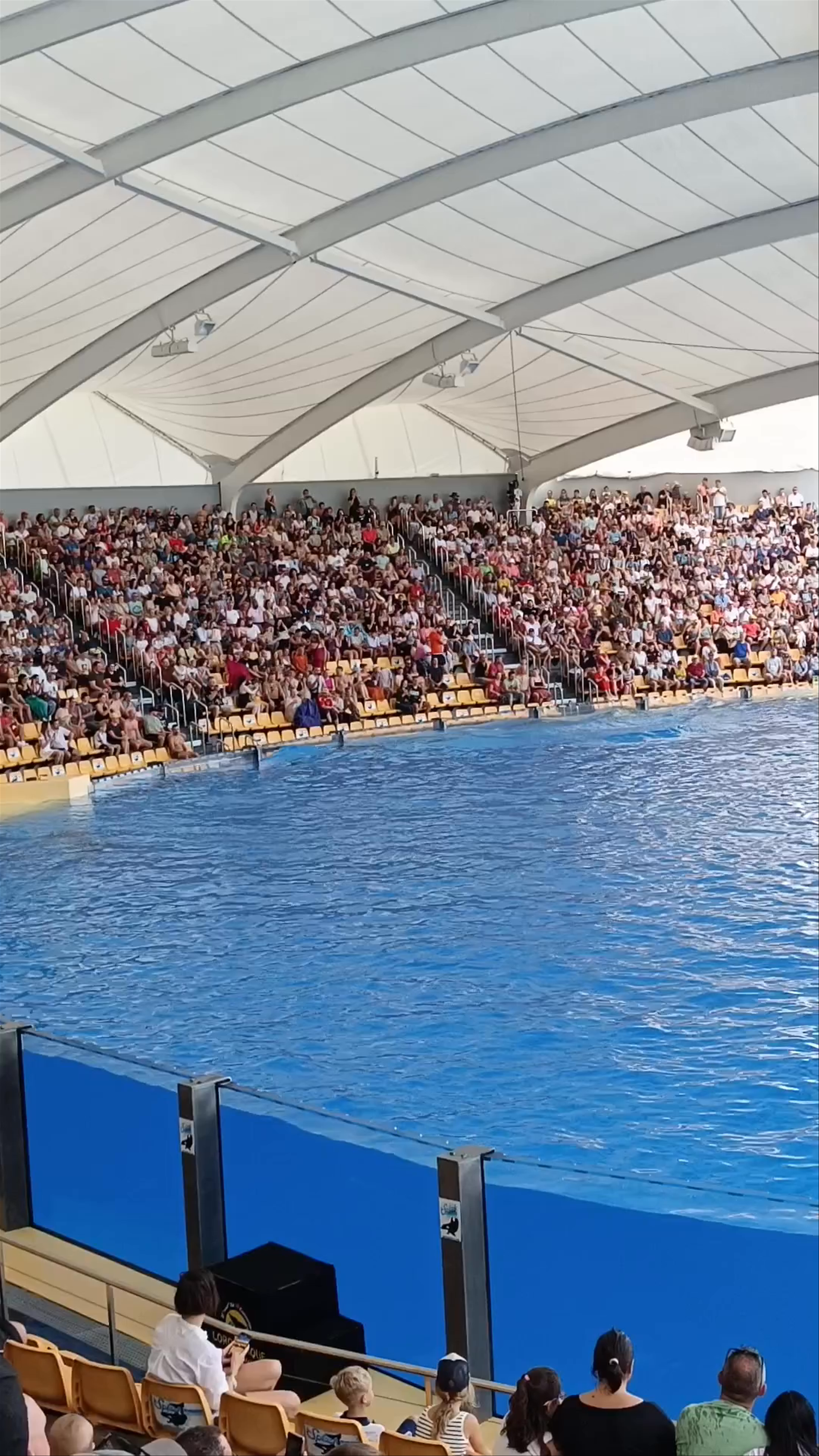 Orca Ocean Show at Loro Parque, Puerto de la Cruz