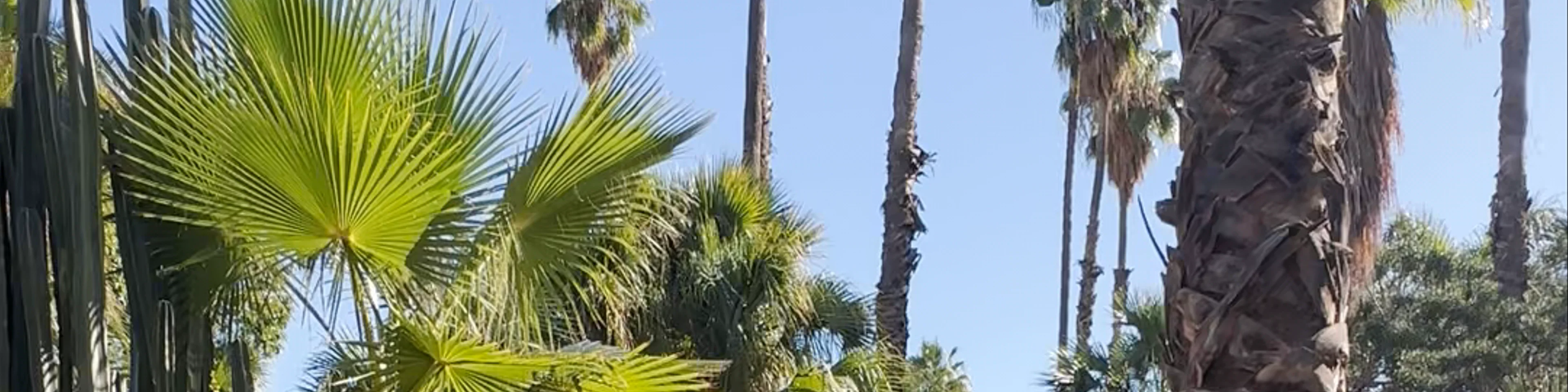 Jardin Majorelle