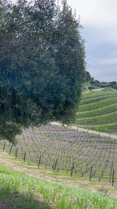 Saarloos & Sons - Wineries Near Me - Los Olivos, California