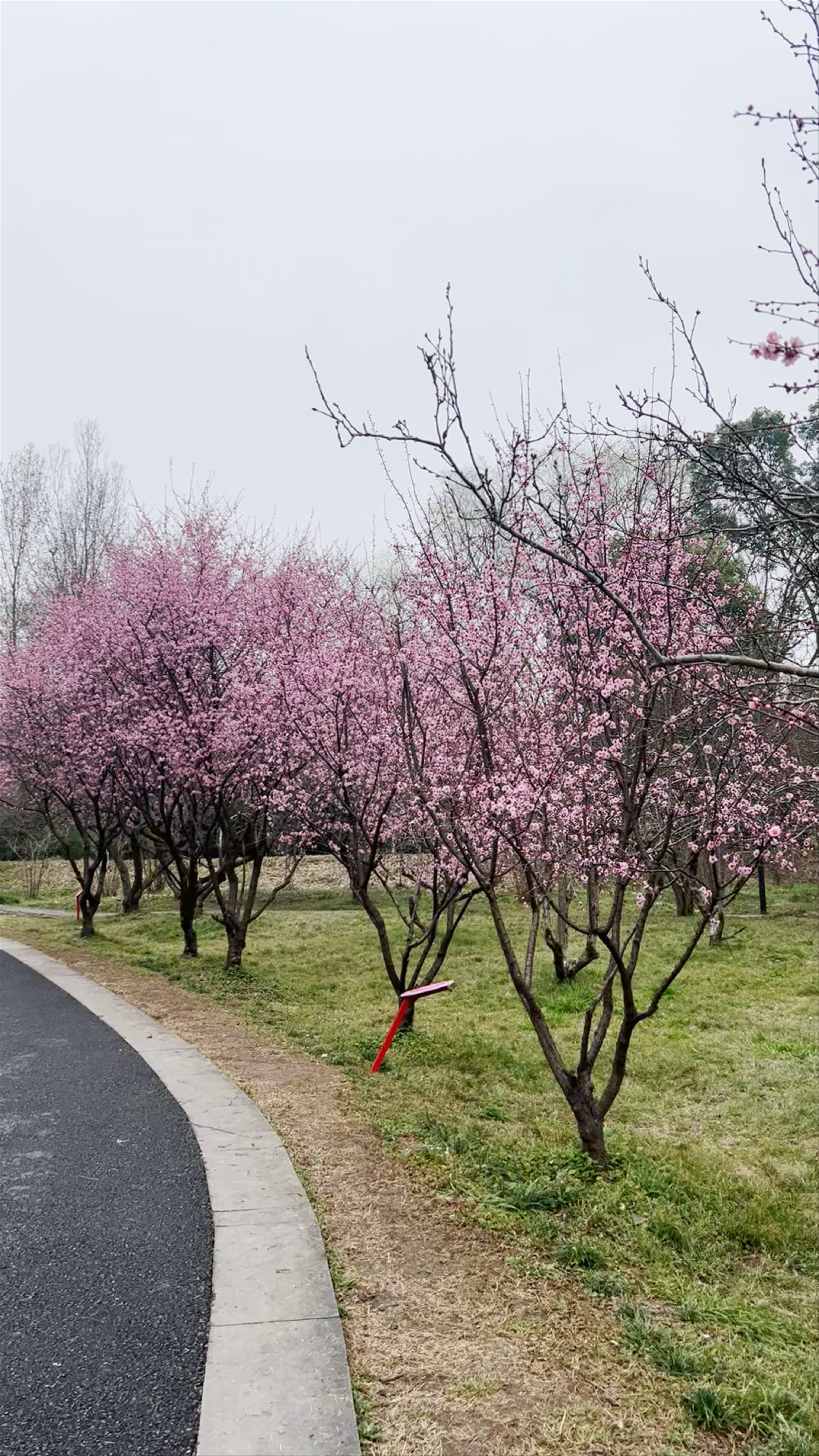 Xixi Plum Garden