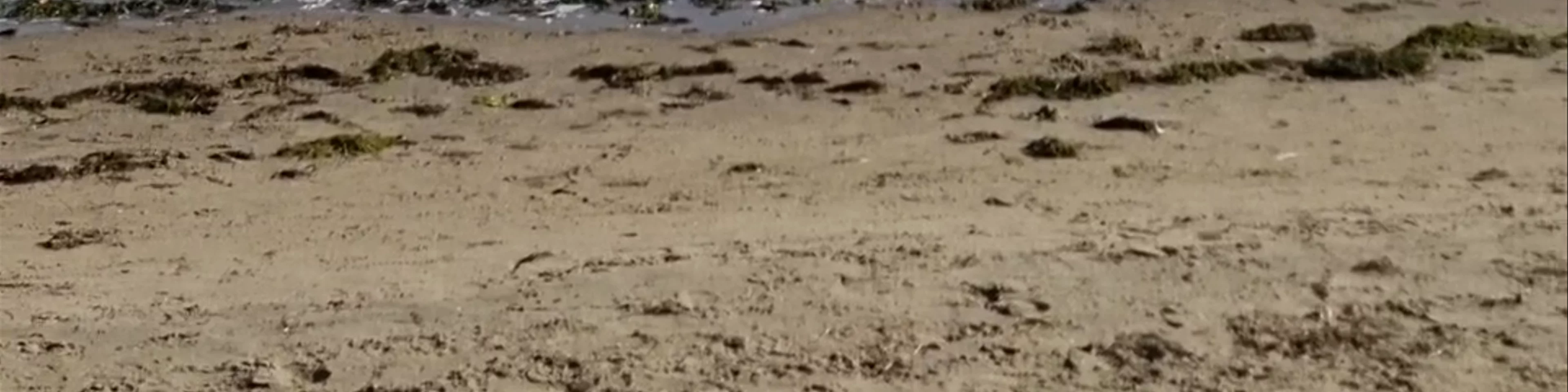 Nutgrove Beach