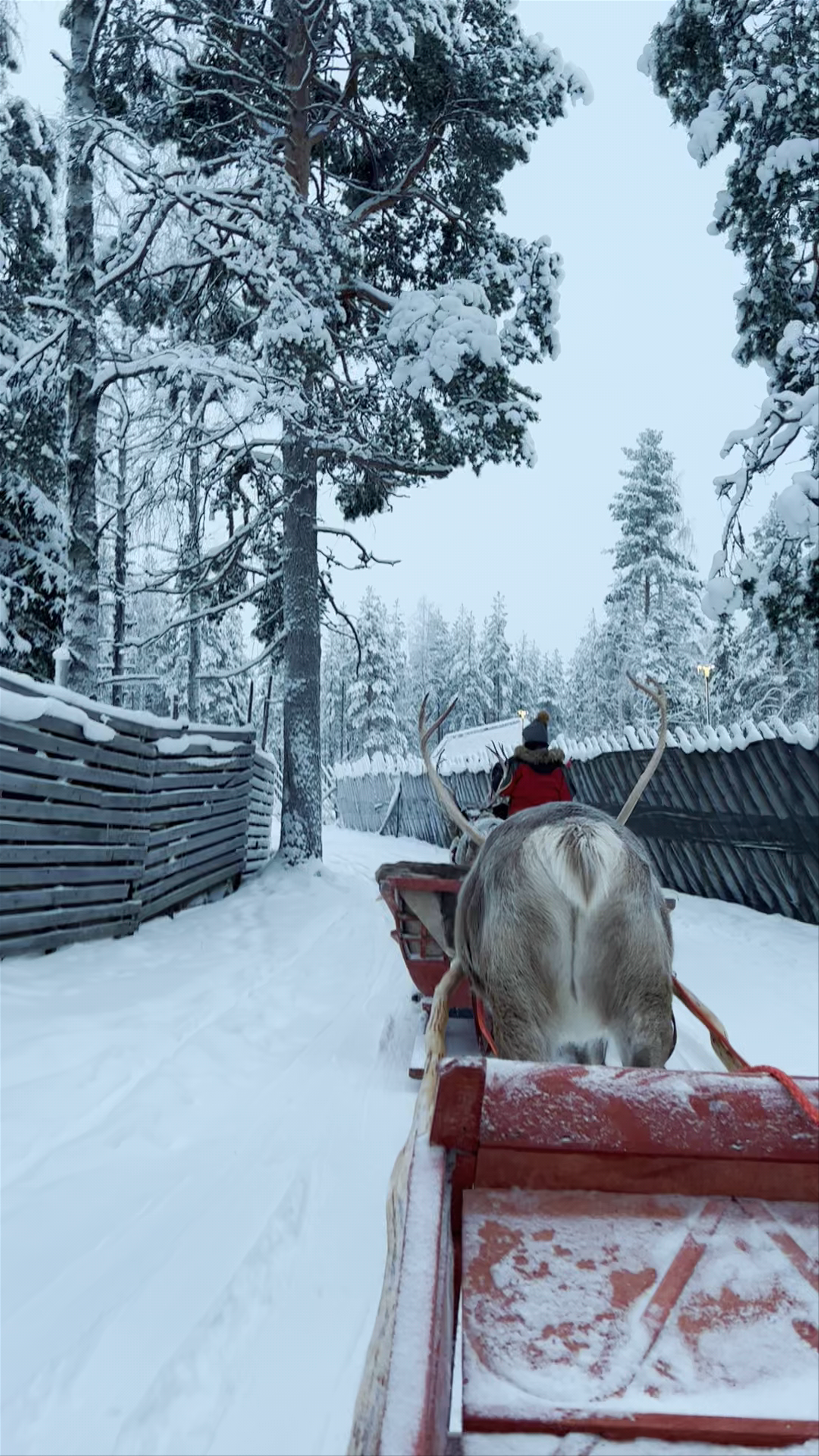 Santa Claus Reindeer