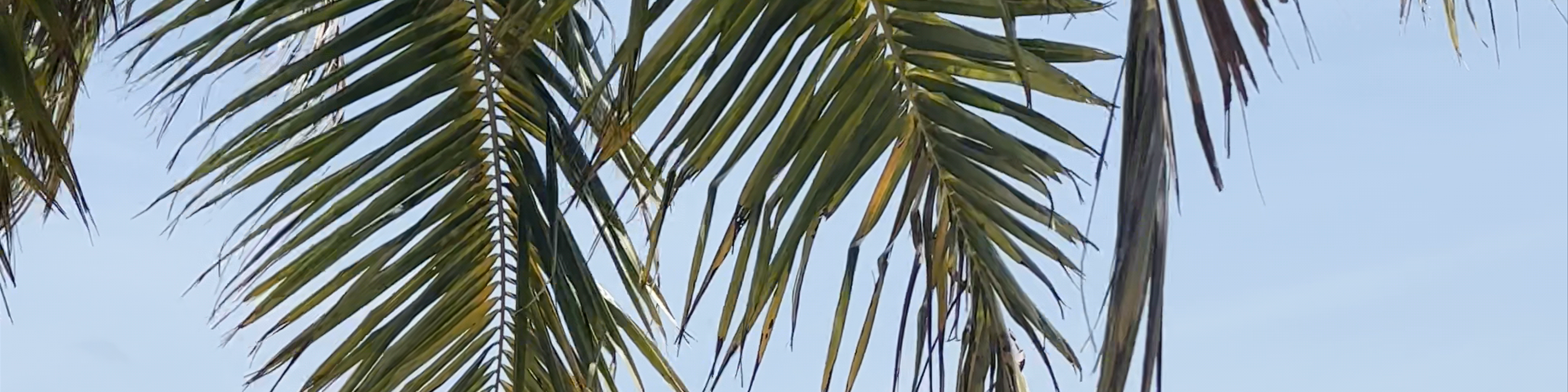 Viligili