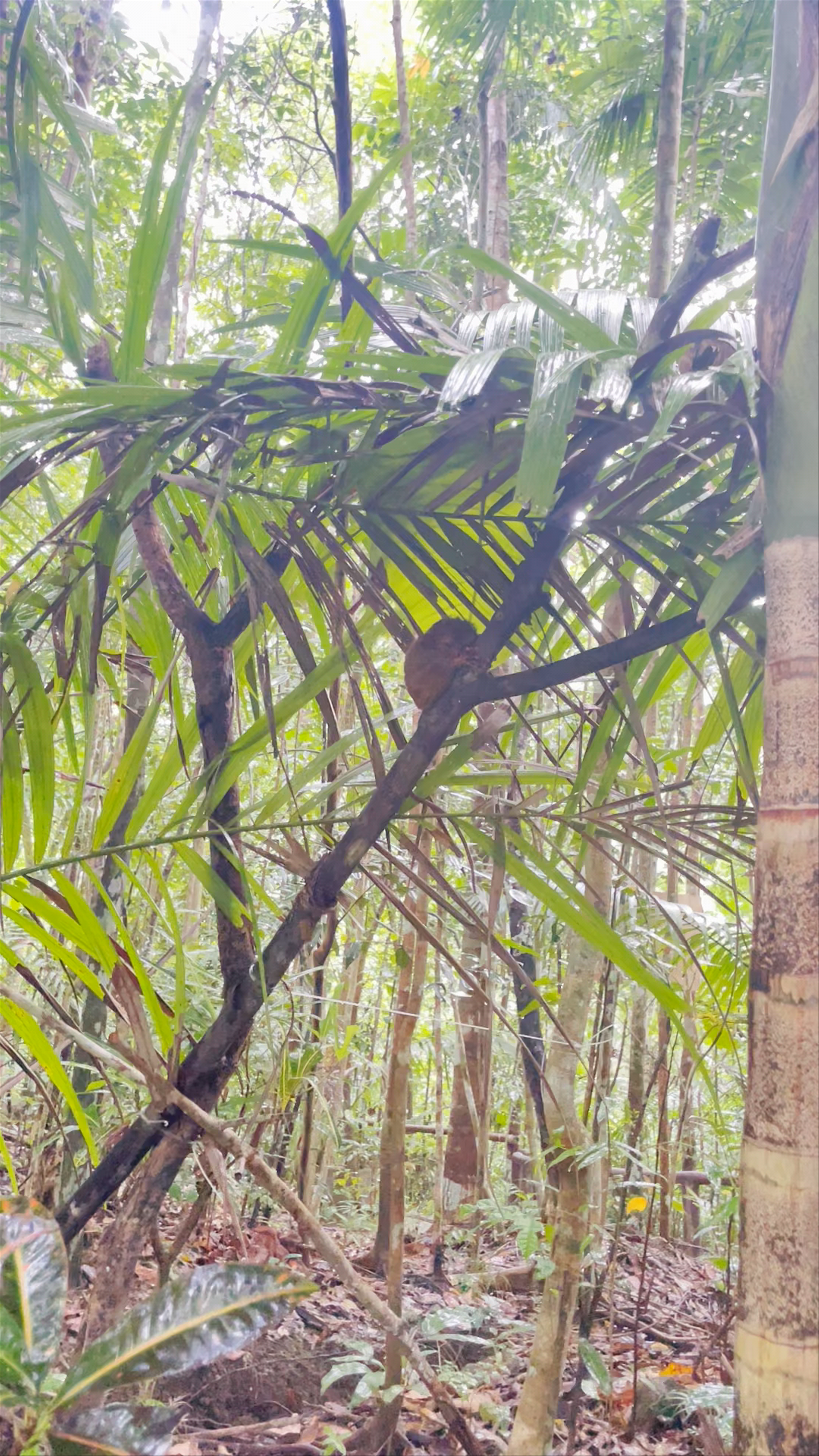Bohol Tarsier Conservation Area