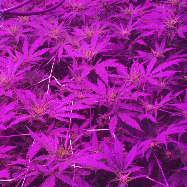 Hidden Valley Genetics - Cannabis Dispensaries Near Me