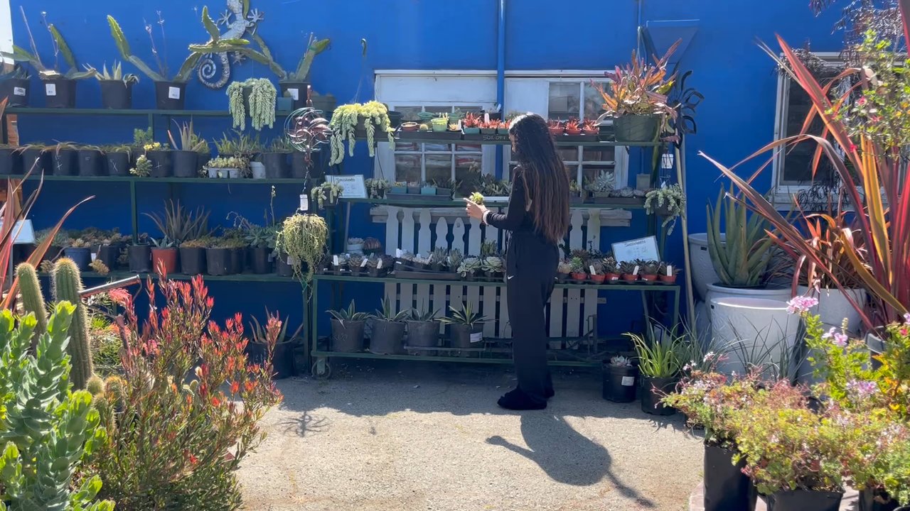 Bokay Nursery - This is where I found Eva choosing her succulent plant. - Nurseries & Gardening Near Me - Salinas, California
