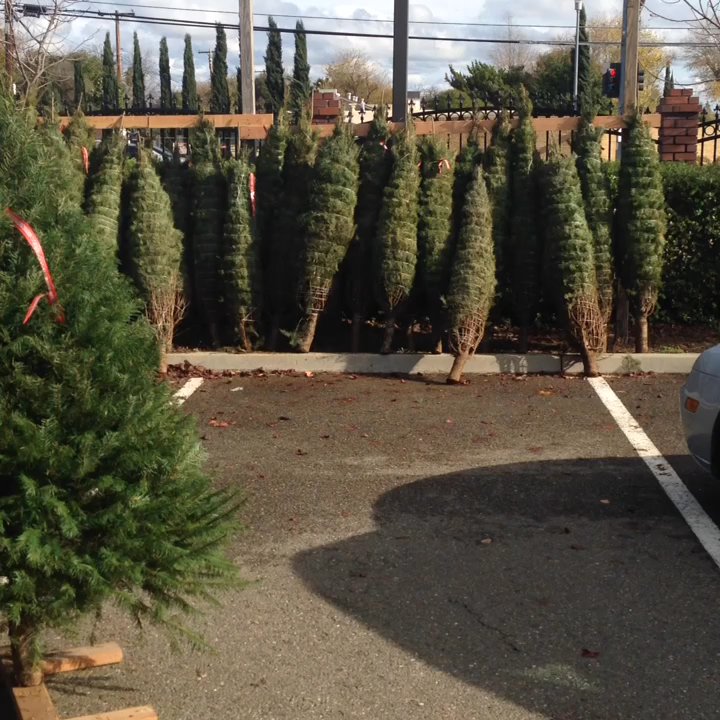 M-Squared Christmas Trees - A great choice or really fresh & fluffy trees! - Christmas Trees Near Me - North Highlands, California