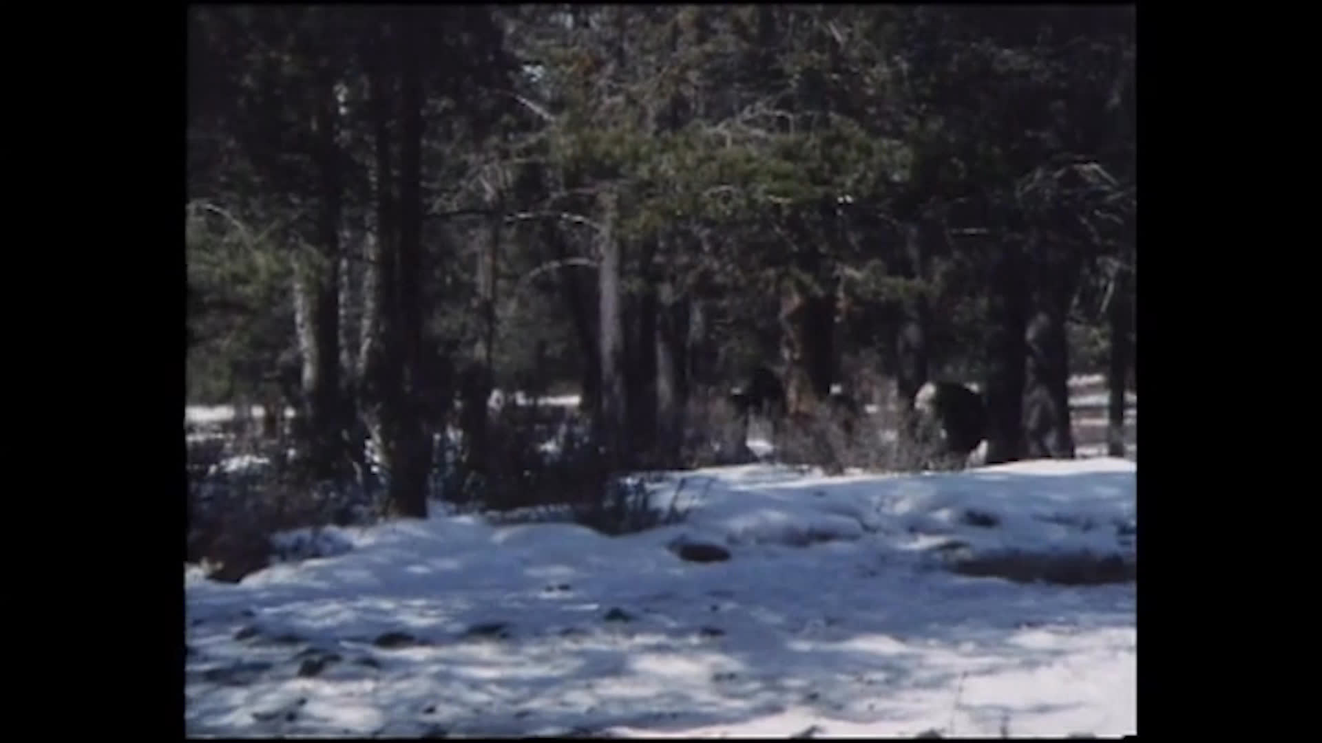 Riders guide cattle through a snowy pine forest, moving quietly and spreading out to direct the herd. A rider named Cricket leads the cows toward a gate as a herding dog stays nearby.