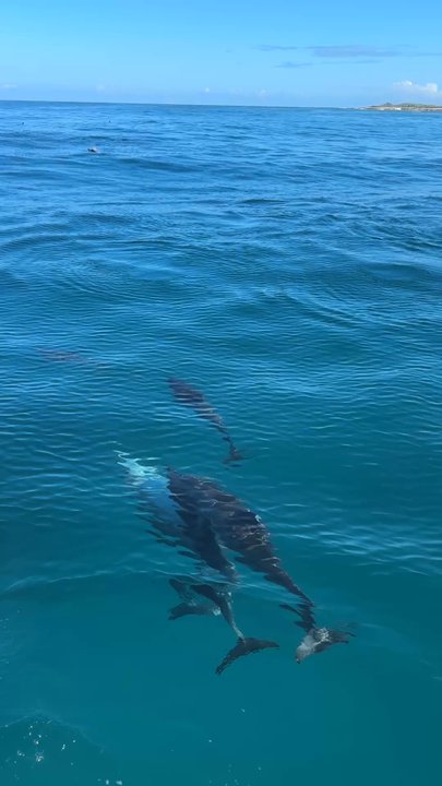 Catamaran Kahanu - Dolphins - Boating Near Me - Eleele Kauai, Hawaii