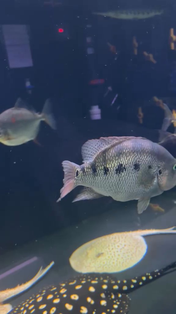 Black-barred silver dollar
