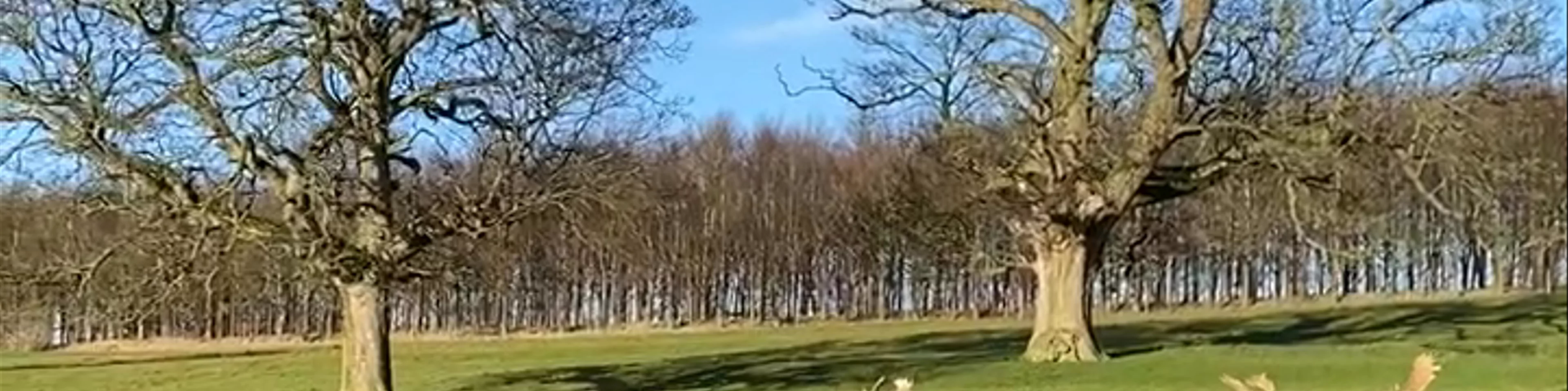 Raby Castle
