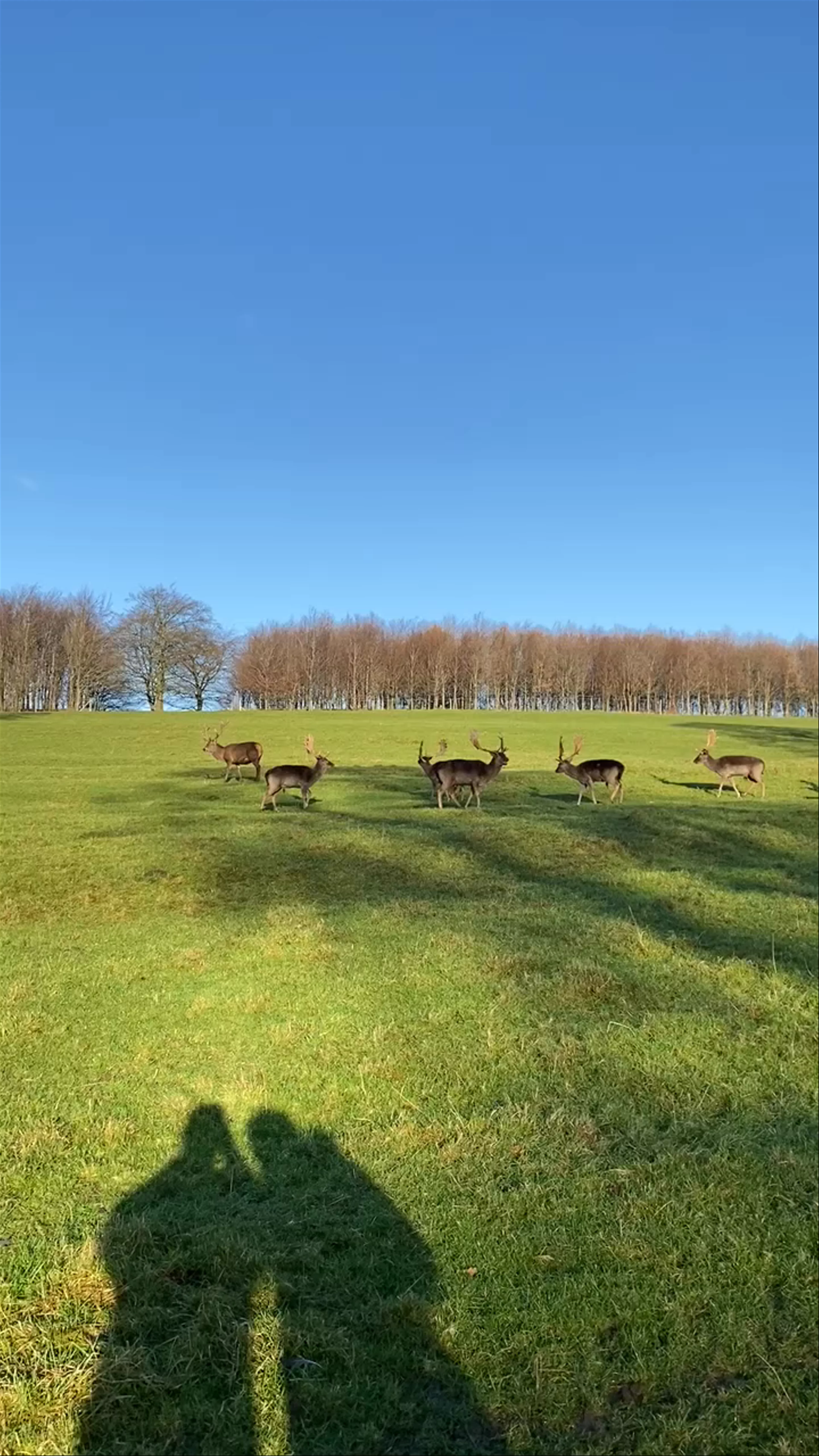 Raby Castle Deer Park