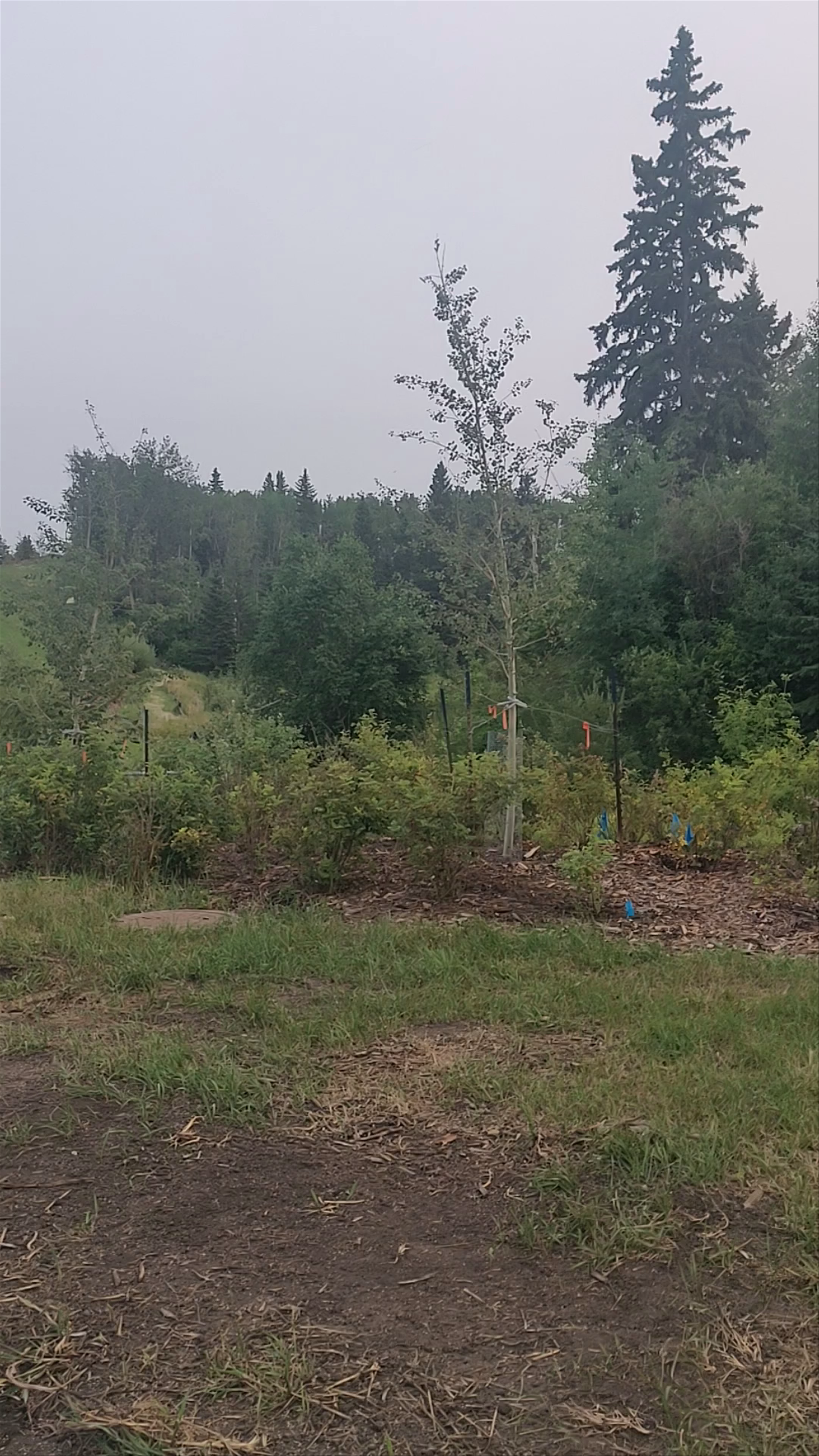 Uplands Underpass / Wildlife Trail