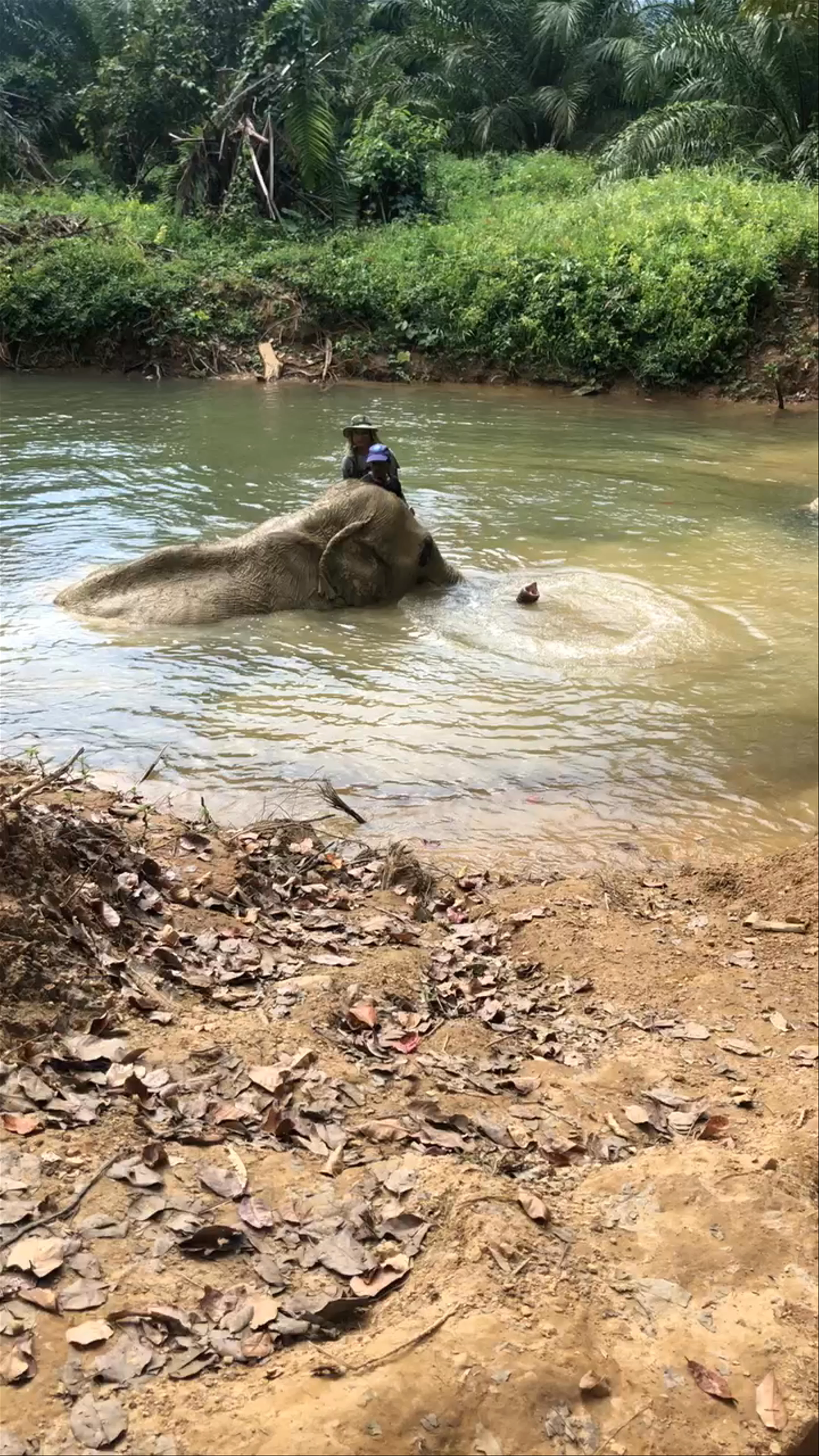 Khao Sok Elephant Sanctuary
