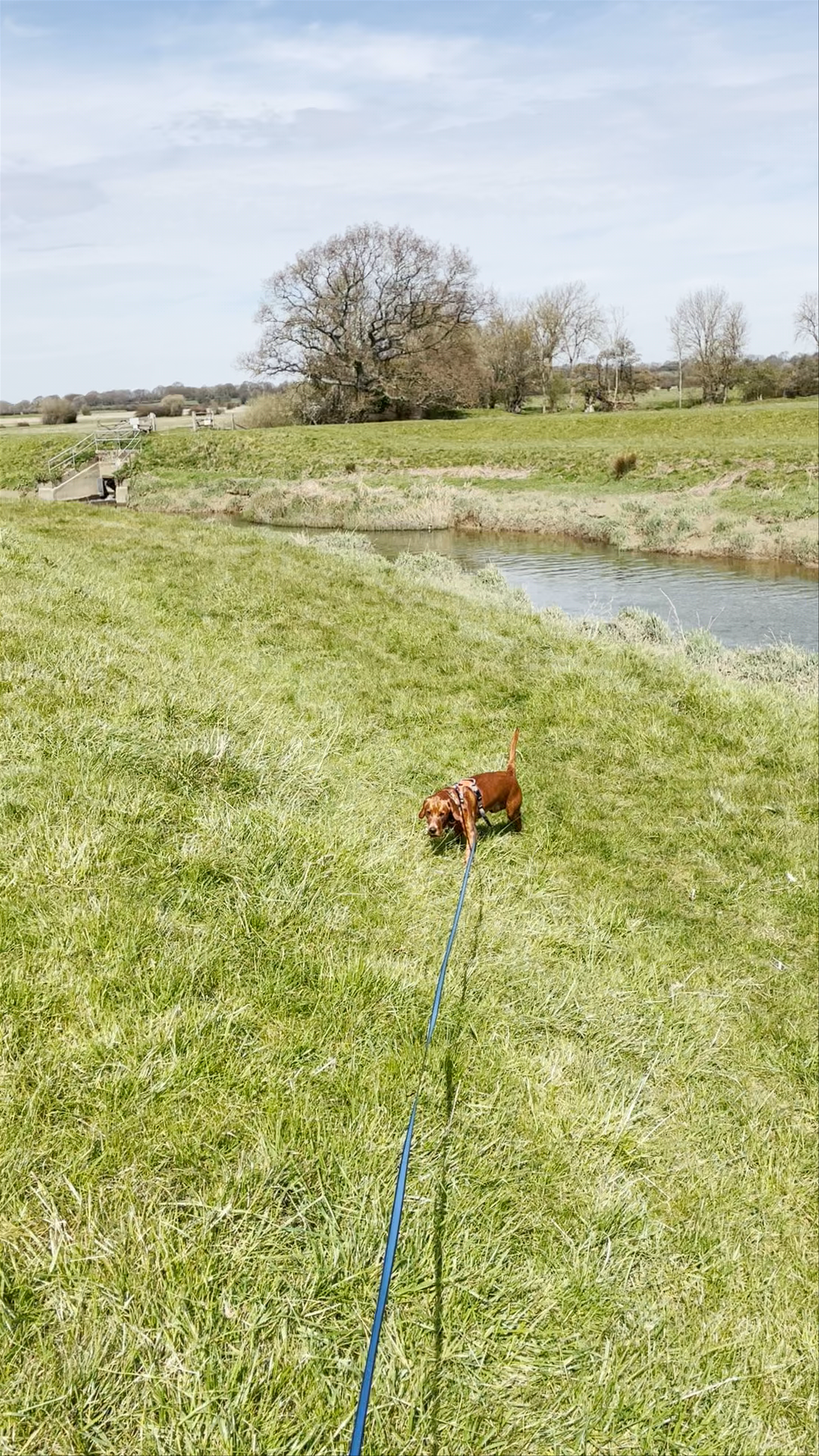 Tranquil Walk Along Downs Link Pathway in England