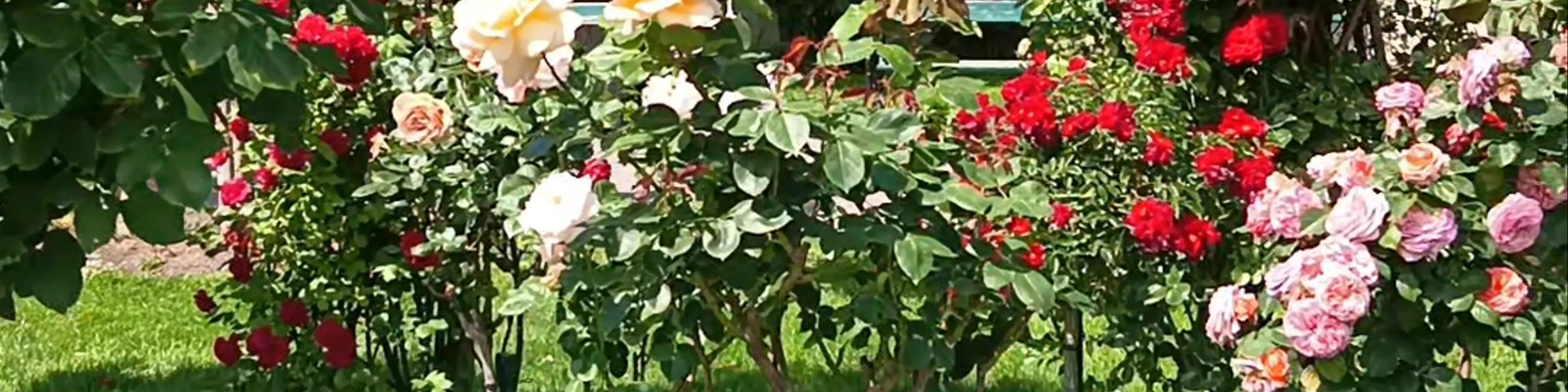 Volksgarten