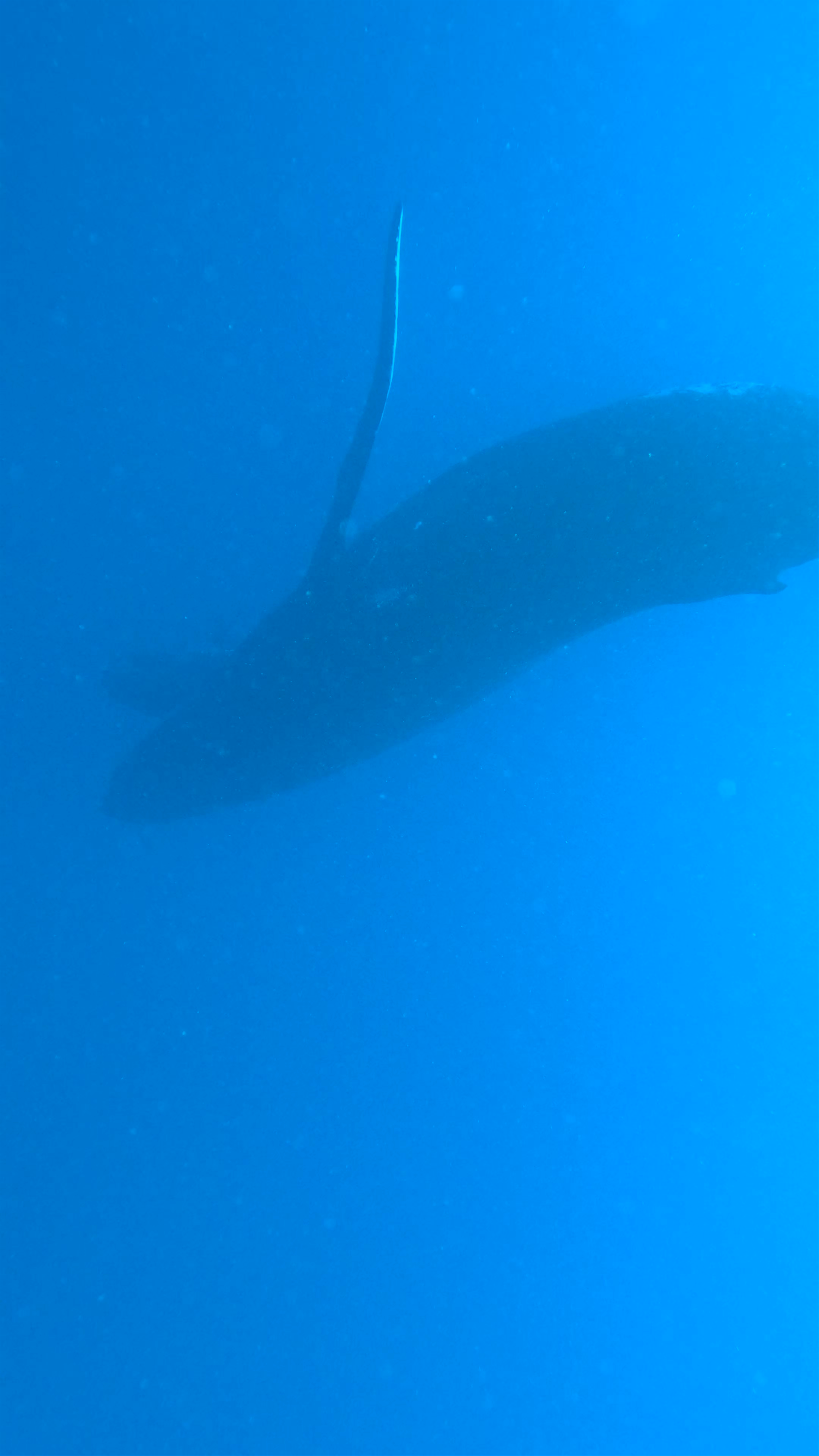 Tanoa International Dateline Hotel