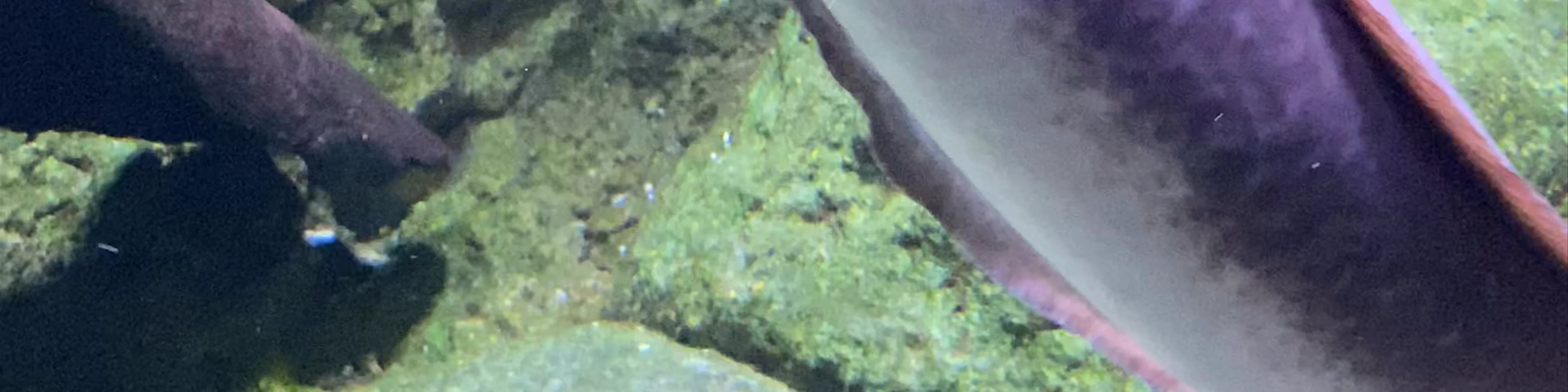 Cairns Aquarium
