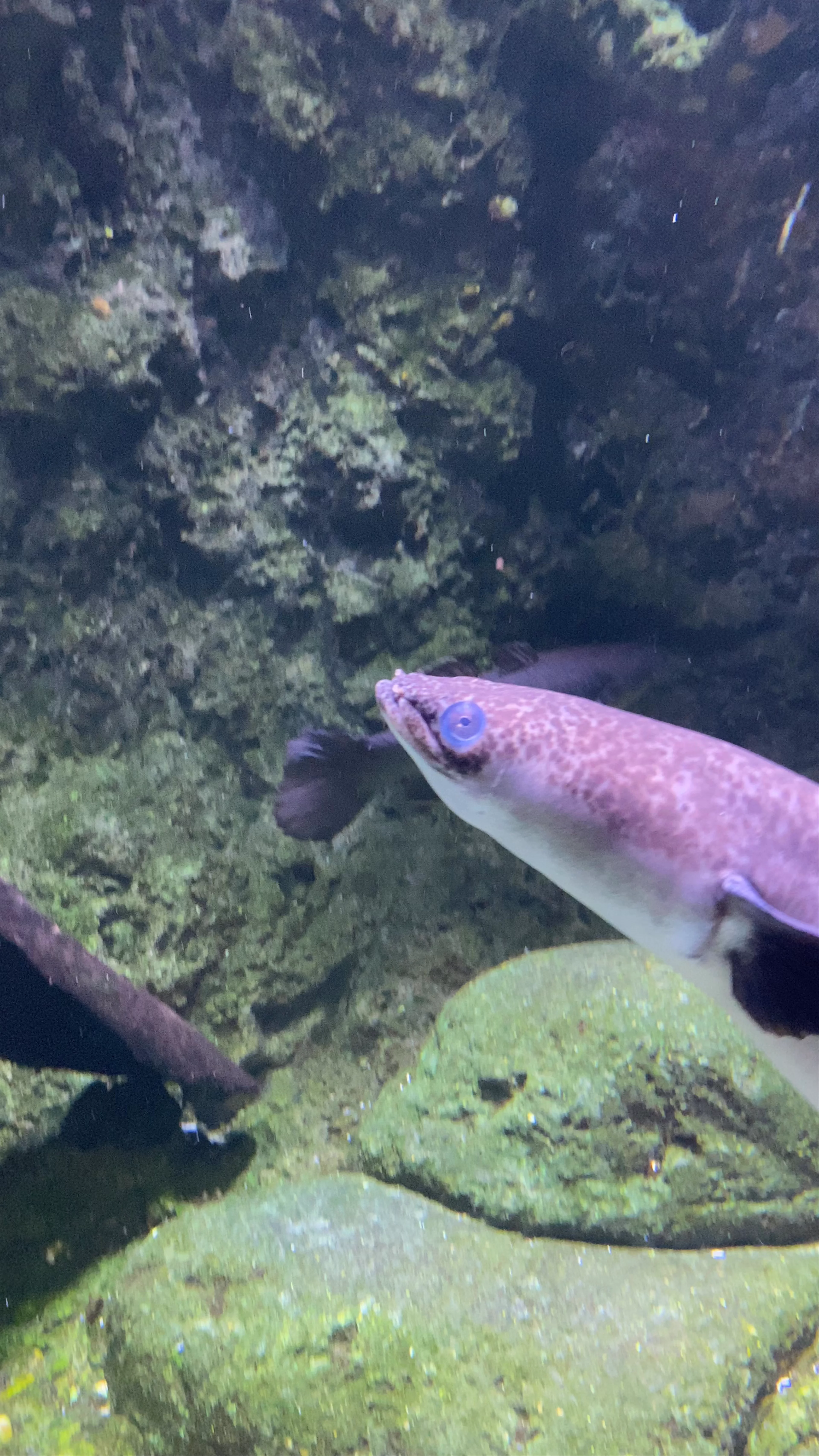 Cairns Aquarium