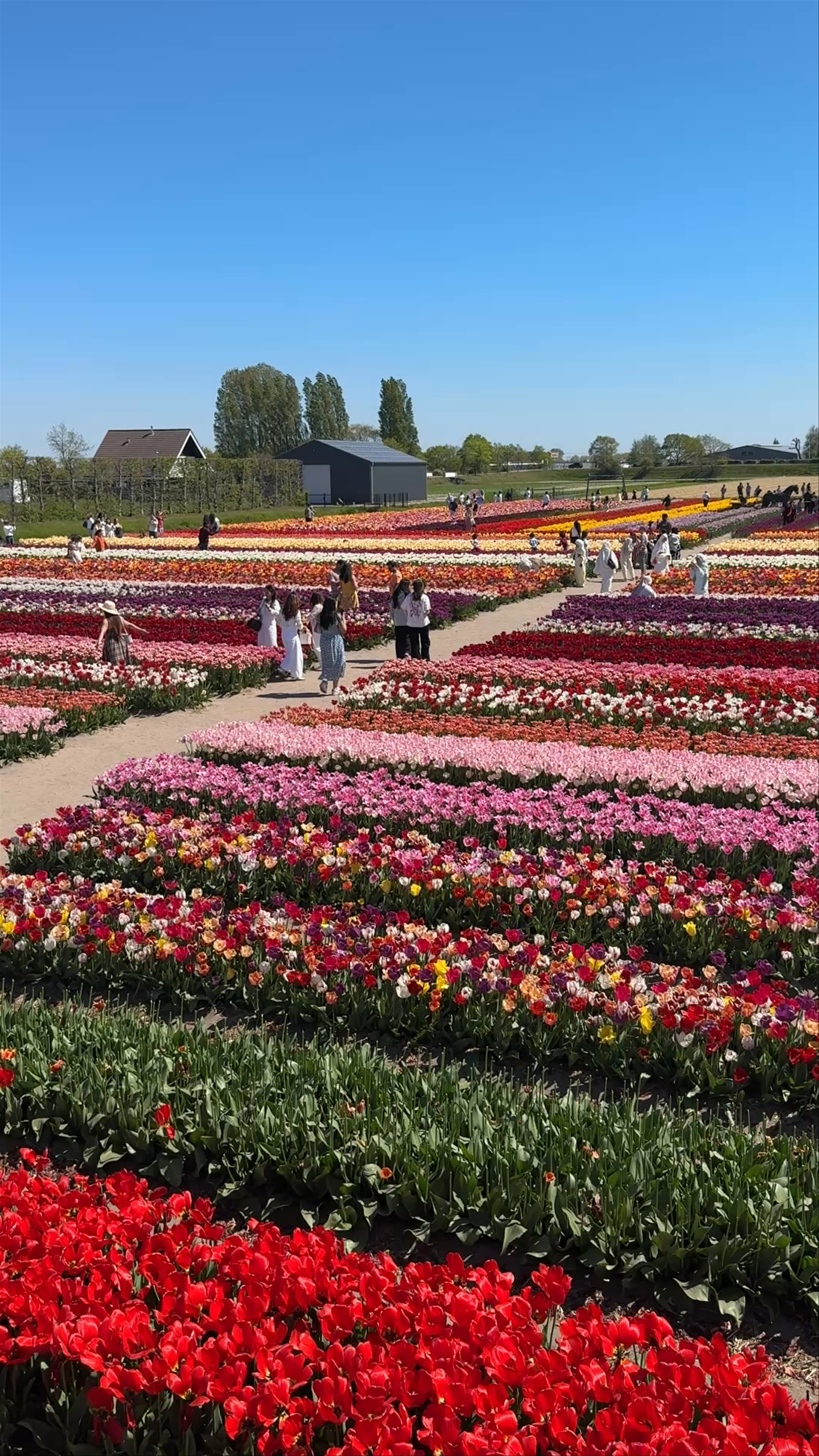The Tulip Barn