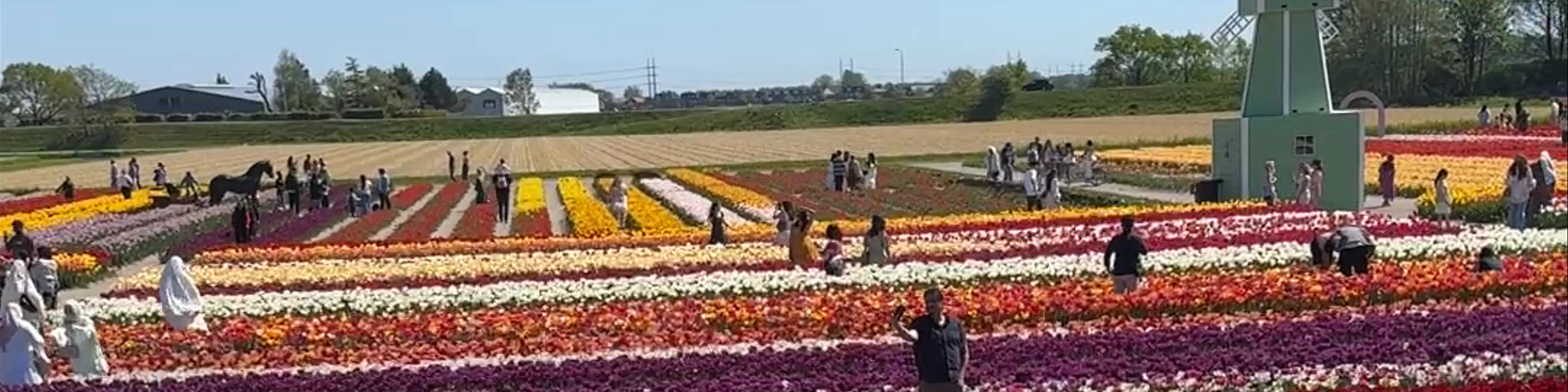 The Tulip Barn