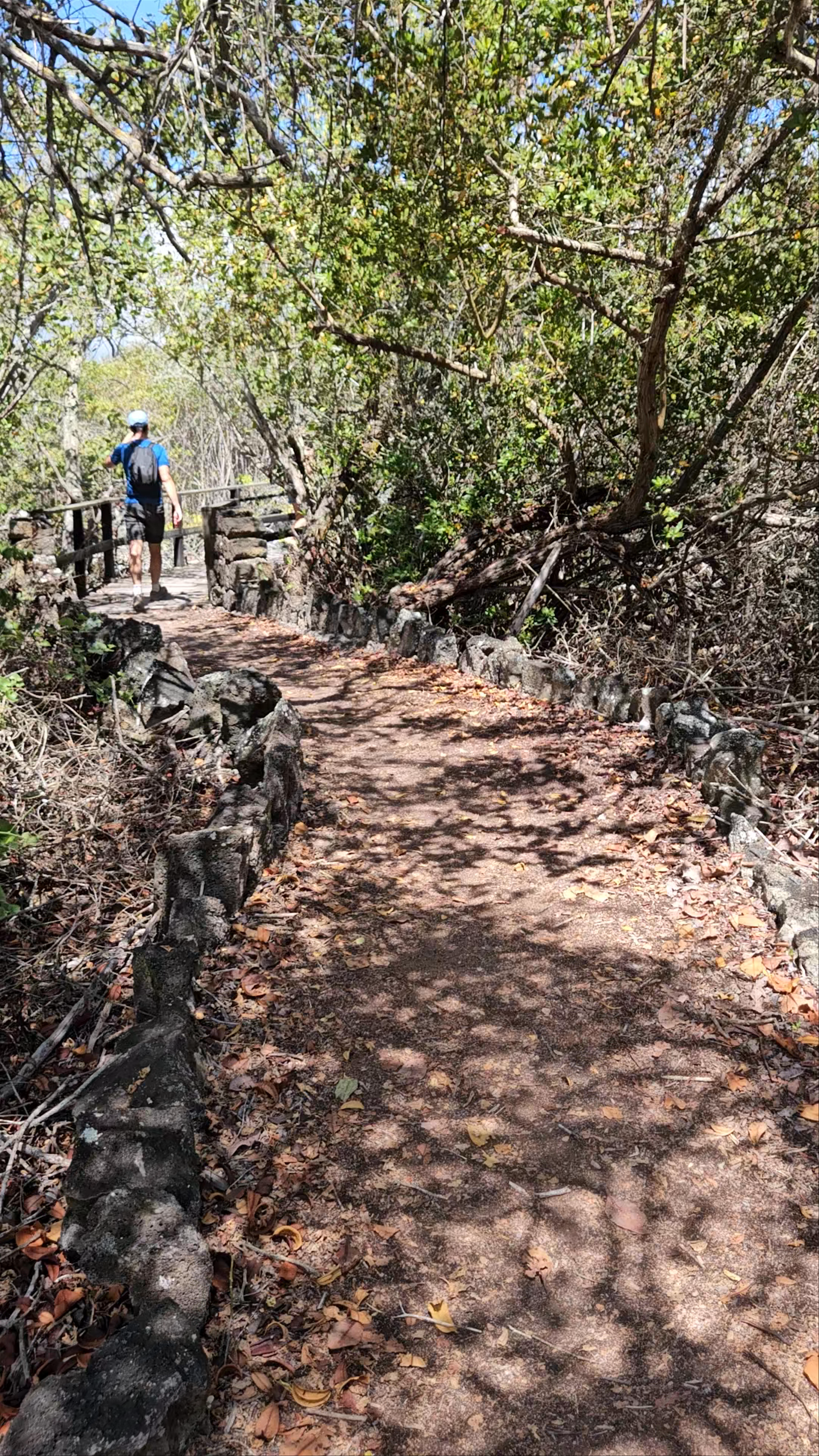 Exploring Pozas Verde: Serene Mangrove Trails of the Galápagos
