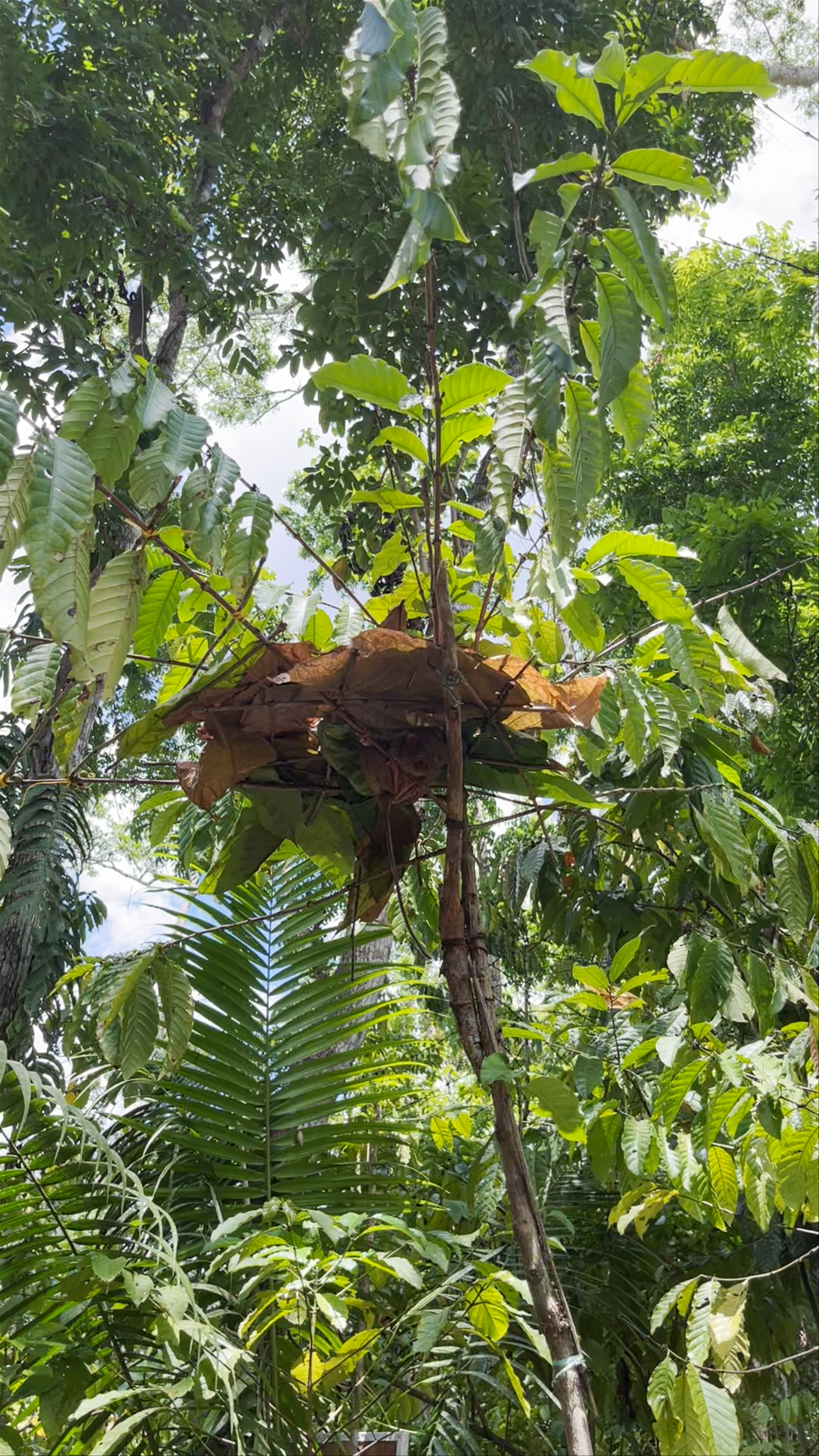 Discover the Enigmatic Philippine Tarsier Sanctuary in Corella, Bohol