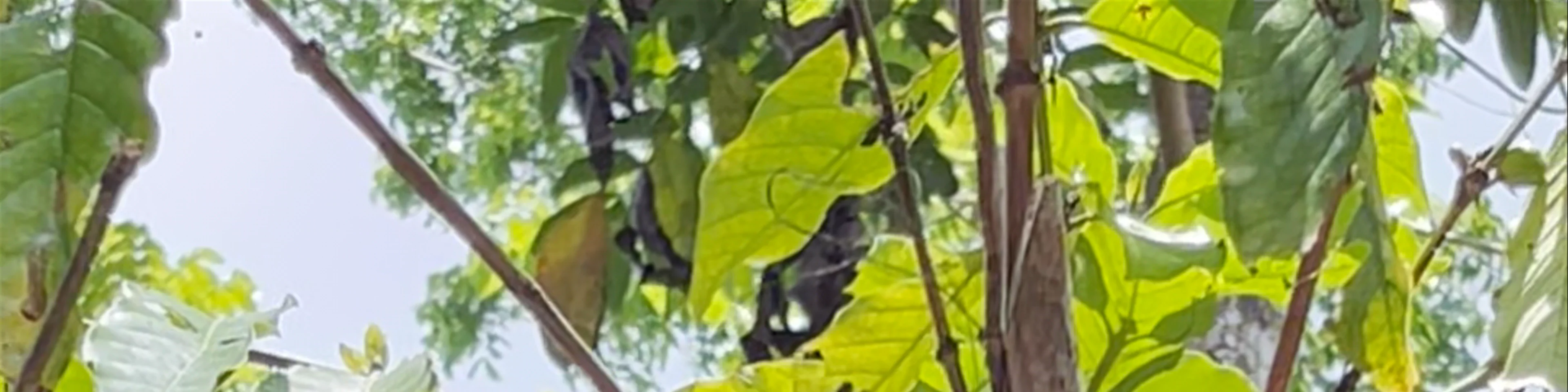 Philippine Tarsier Sanctuary
