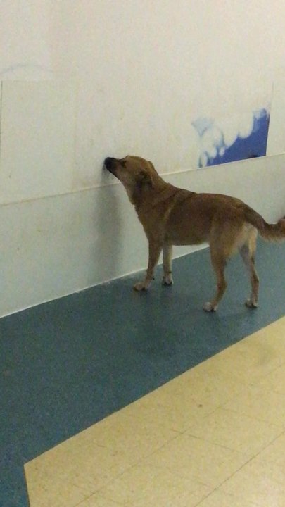 Silver Dog Bed & Biscuit - This is a quick video to show that dogs are eating drywall, this has been brought up to management and nothing was done about it - Pet Sitting Near Me - W St Paul, Minnesota