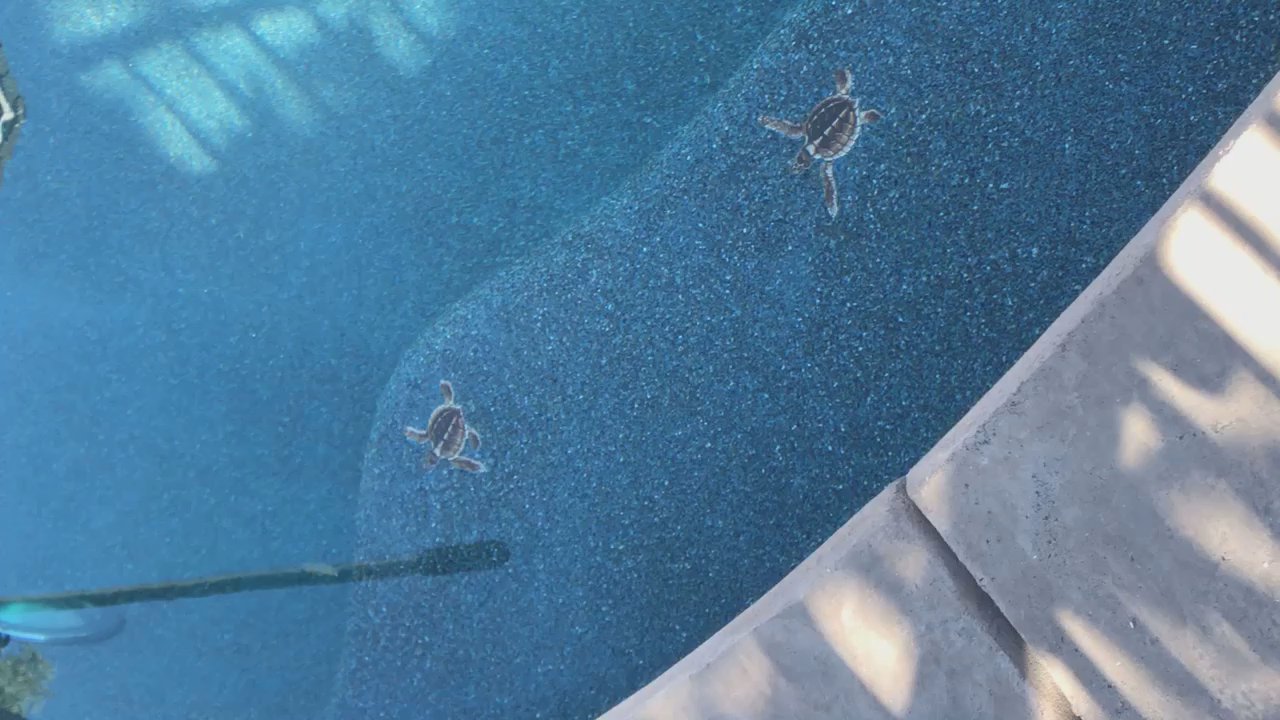 New Generation Pool Construction - Landscaping Near Me