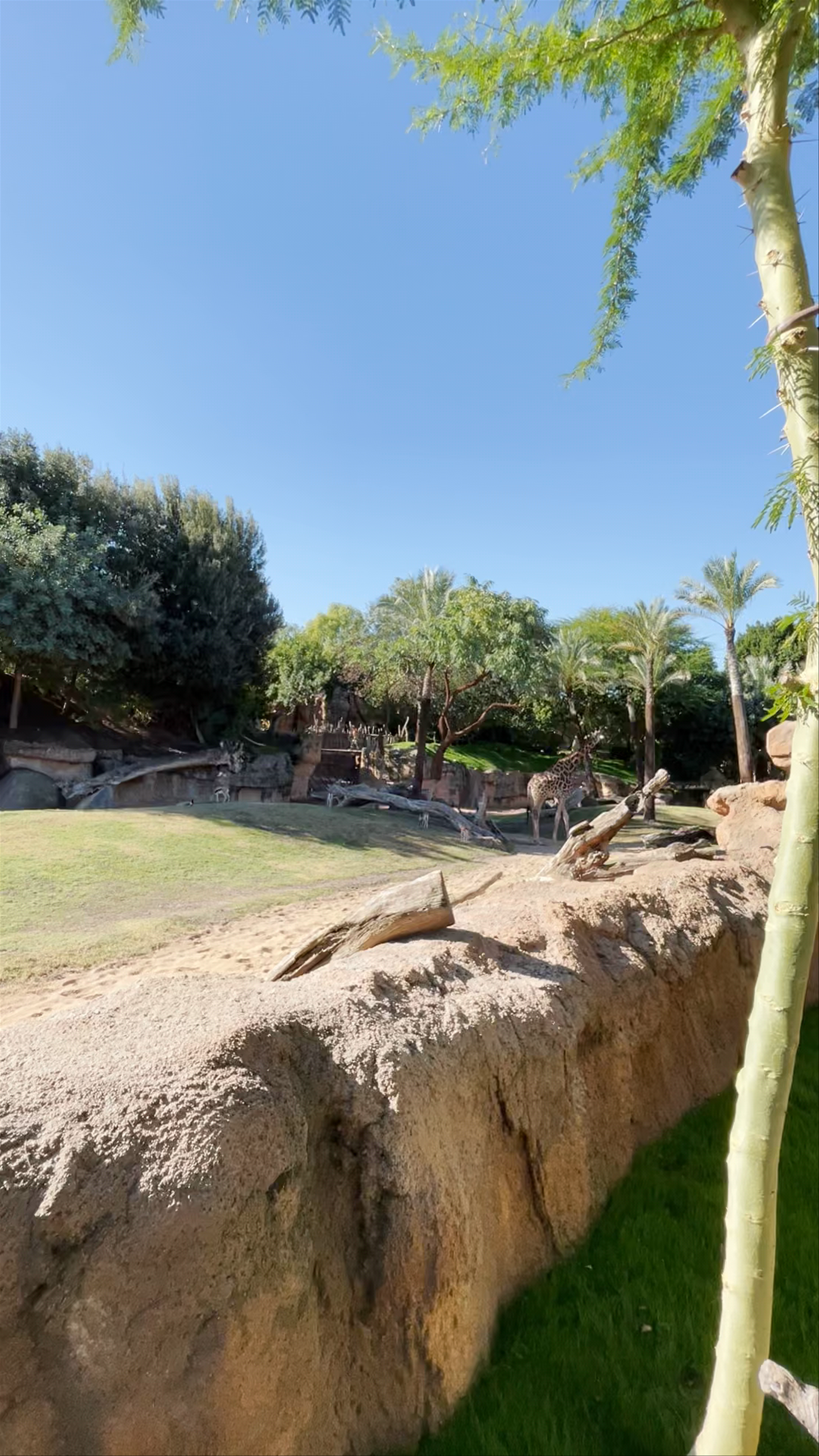 Bioparc Valencia: An Immersive African Safari Experience in Spain
