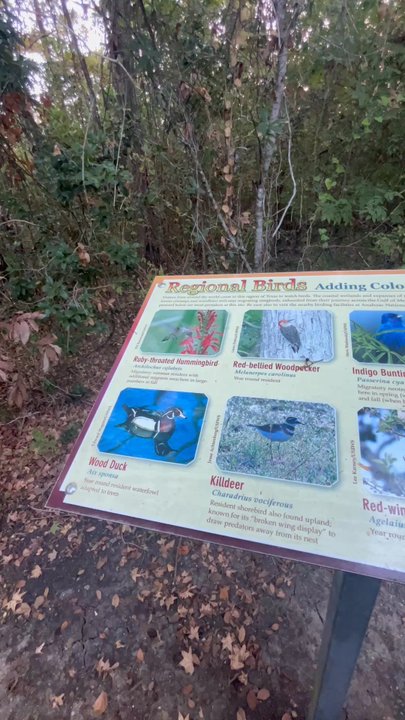 Safety Rest Area - Chambers County EB - Information on birds found in the area - Rest Stops Near Me - Anahuac, Texas
