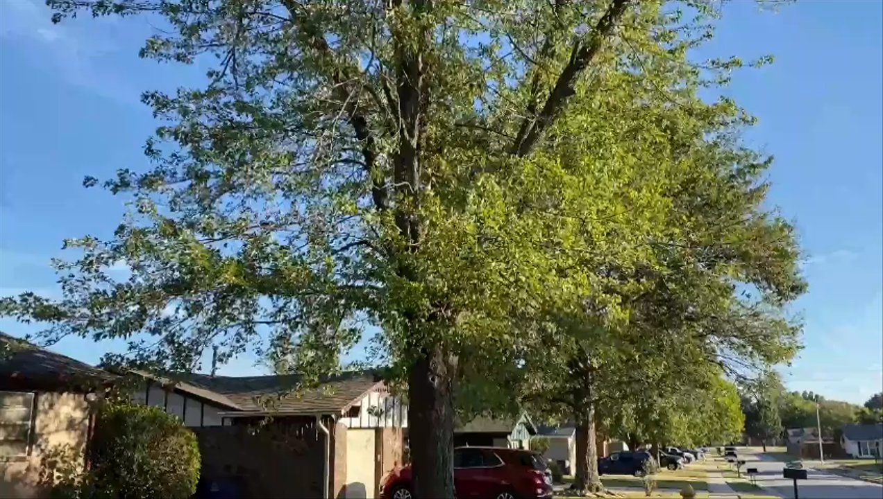 Velazquez Tree Services - Tree Services Near Me