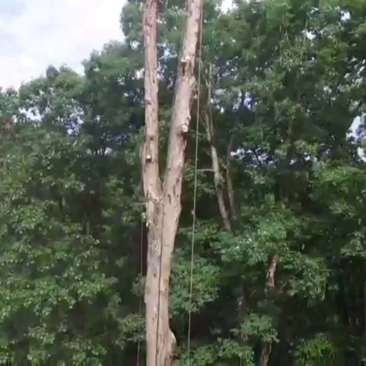 Hernandez Tree Services - Another day in at the office... - Tree Services Near Me - Norcross, Georgia