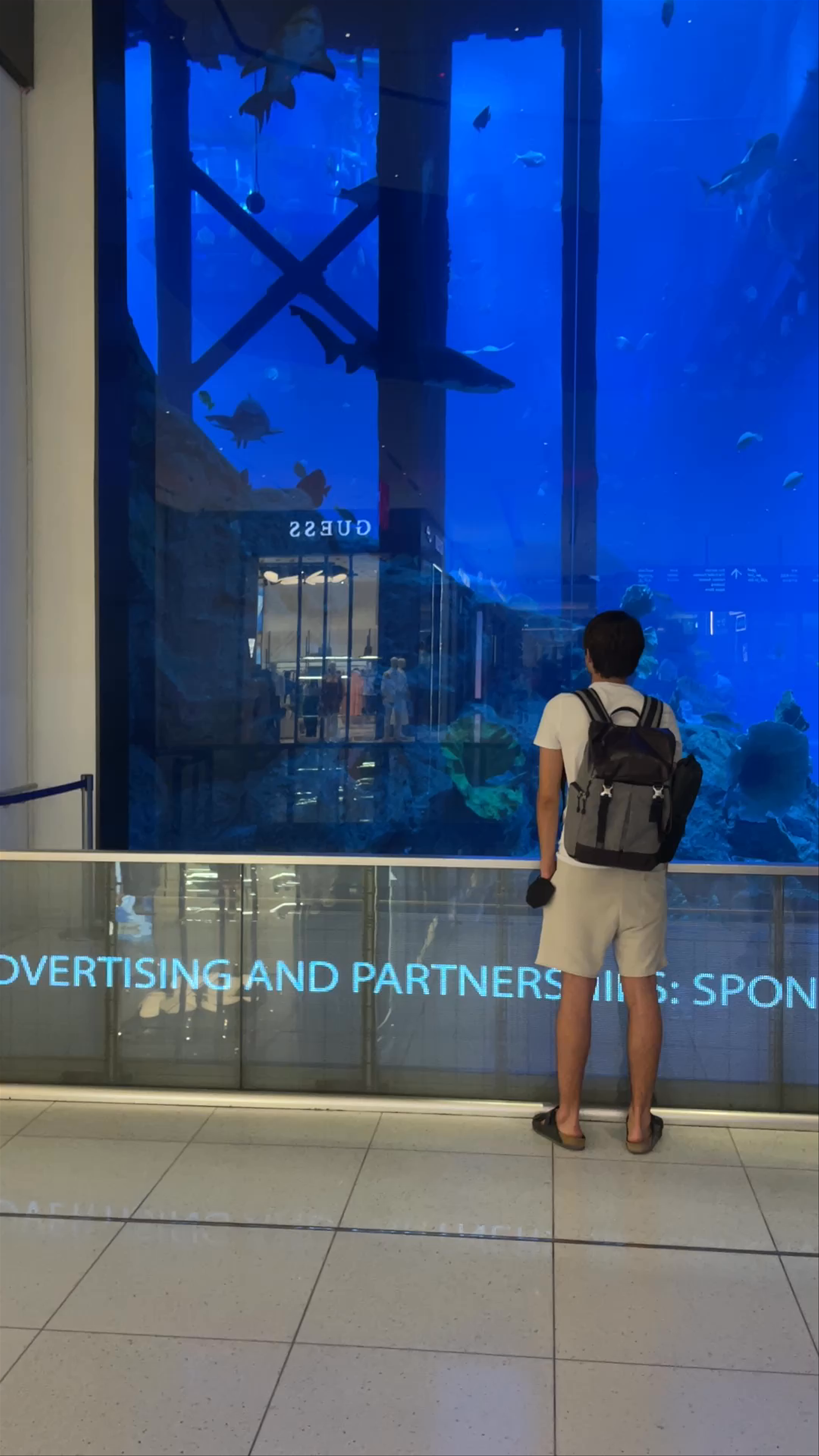 Dubai Aquarium & Underwater Zoo - شارع المركز المالي، - Dubai - United Arab Emirates