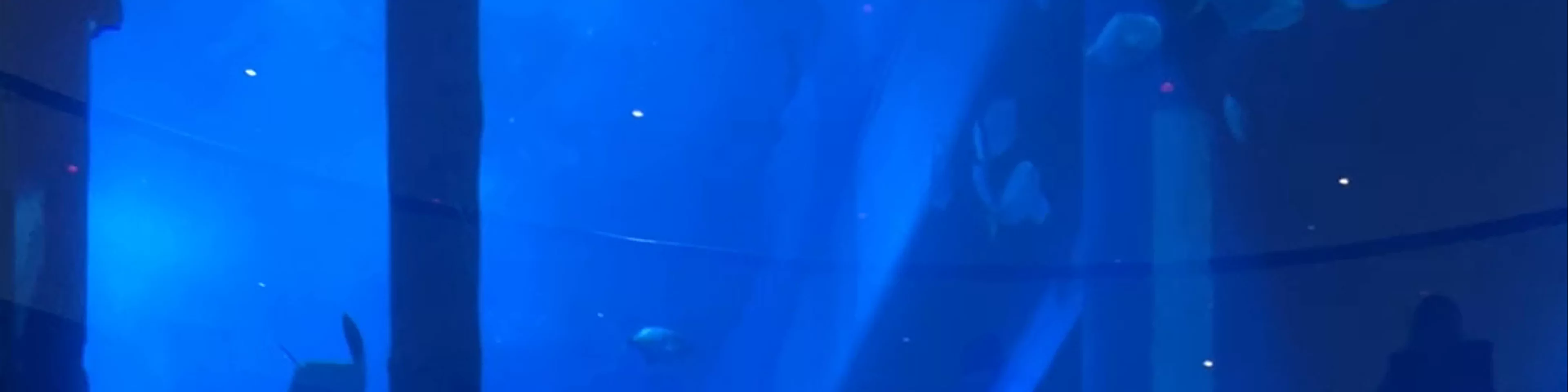 Dubai Aquarium & Underwater Zoo - شارع المركز المالي، - Dubai - United Arab Emirates